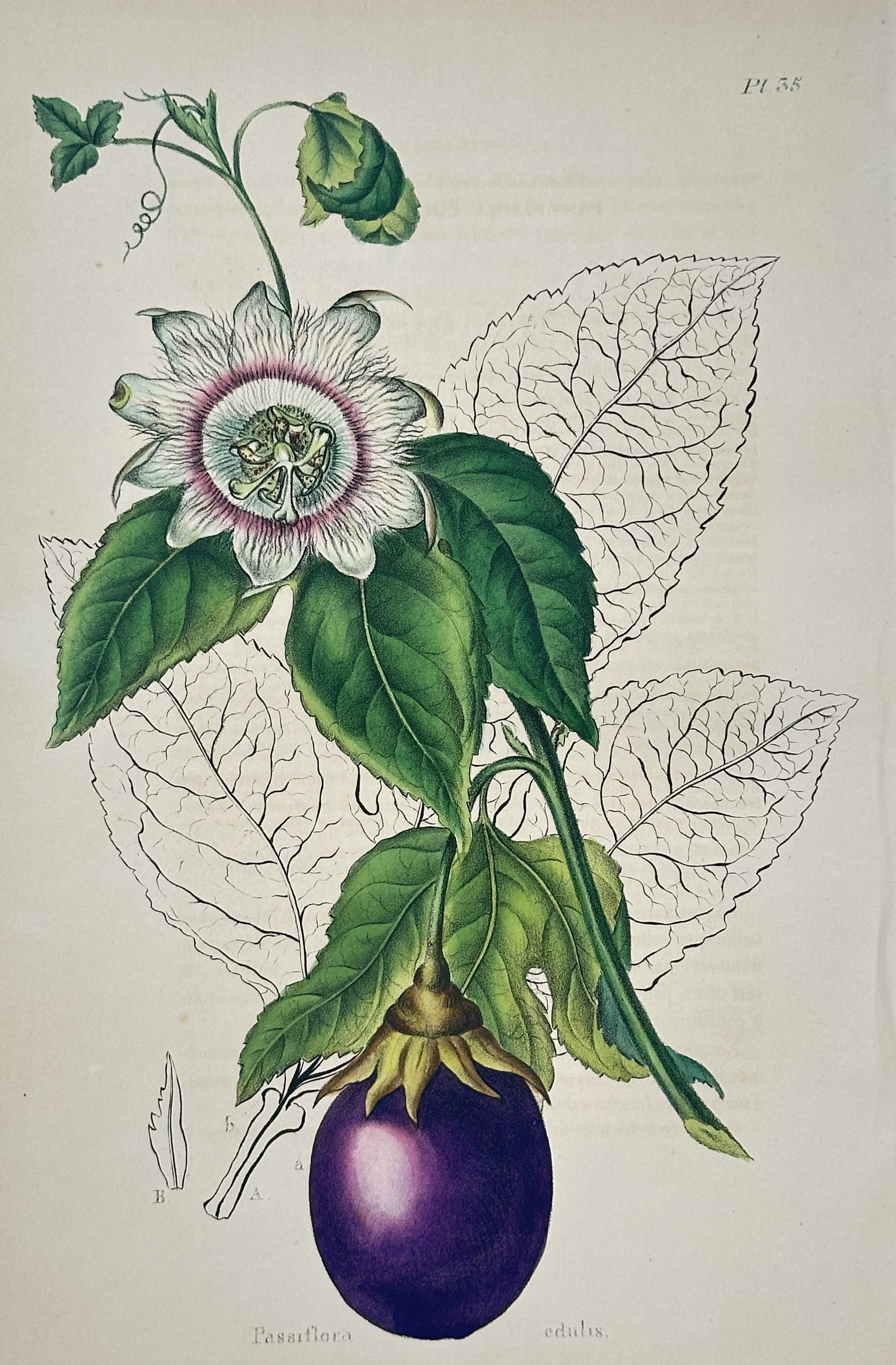 Guillaume Severeyns – Flowering Passion Fruit Vine – Lithograph (19th Century) (1 of 3)