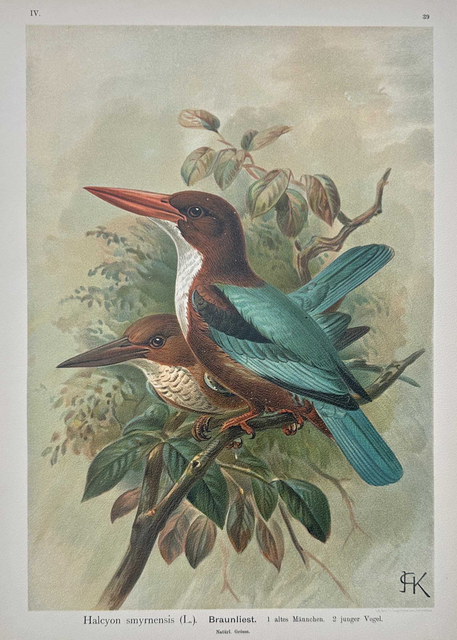 Johann Friedrich Naumann – White-throated Kingfisher – Lithograph (19th Century) (1 of 3)