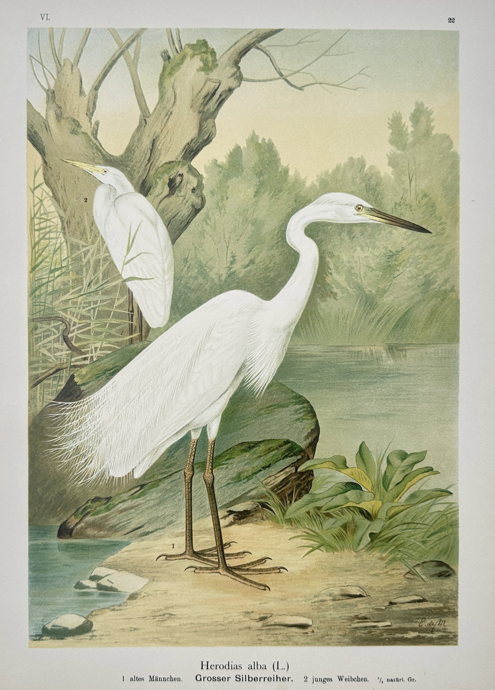 Johann Friedrich Naumann – Great Egret – Lithograph (19th Century): "Herodias Alba, Grosser Silberreiher" illustrates a stunningly detailed ornithological study showing a stately adult and a young great egret positioned elegantly along a tranquil shoreline filled with