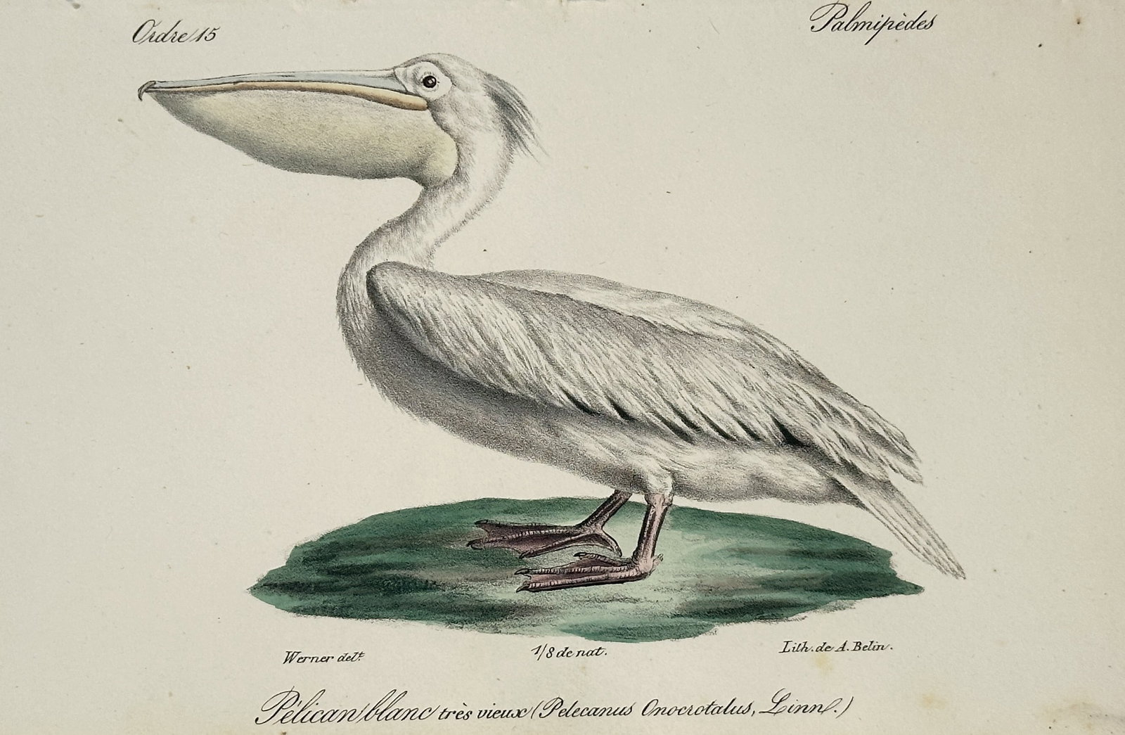 Jean-Charles Werner – White Pelican – Lithograph (19th Century): "Pelican Blanc Tres Vieux" presents an extraordinarily detailed and lifelike ornithological study depicting a single majestic pelican standing proudly upon a small patch of marshy grass against a clea