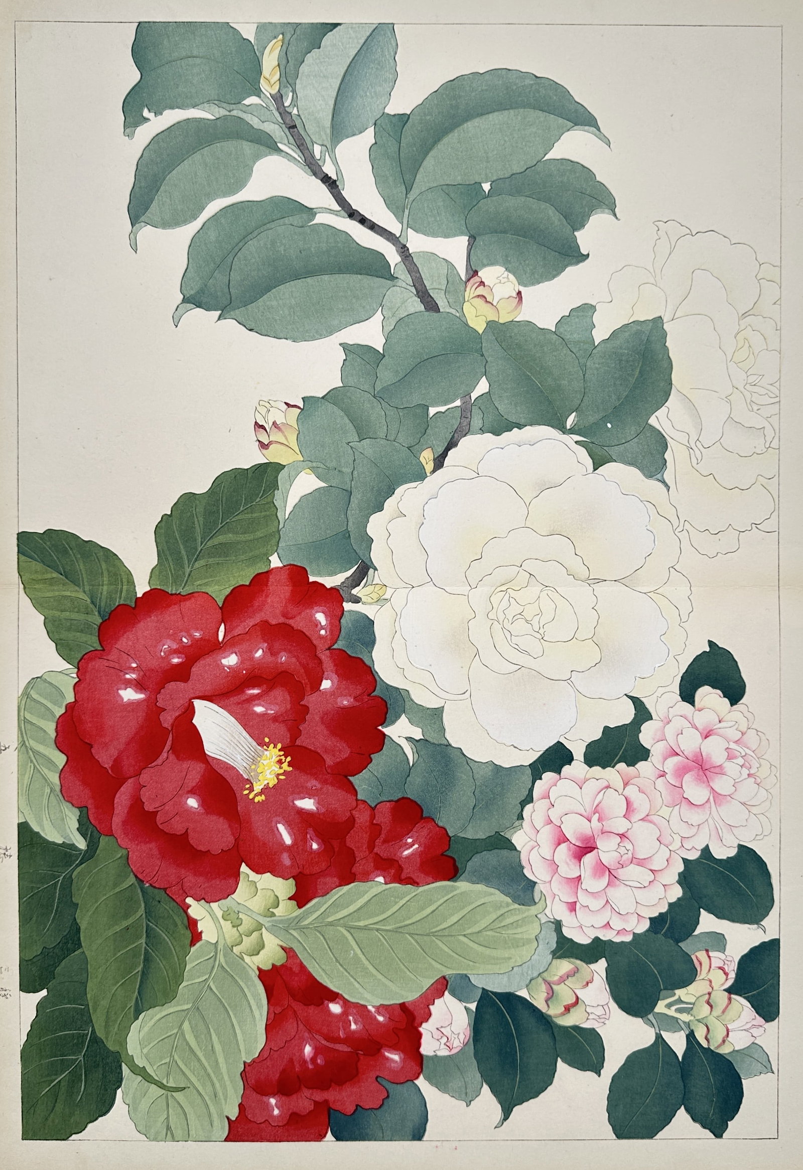 Tanigami Konan – Camellias – Gouache DrawingWoodblock print (20th Century) (1 of 3)