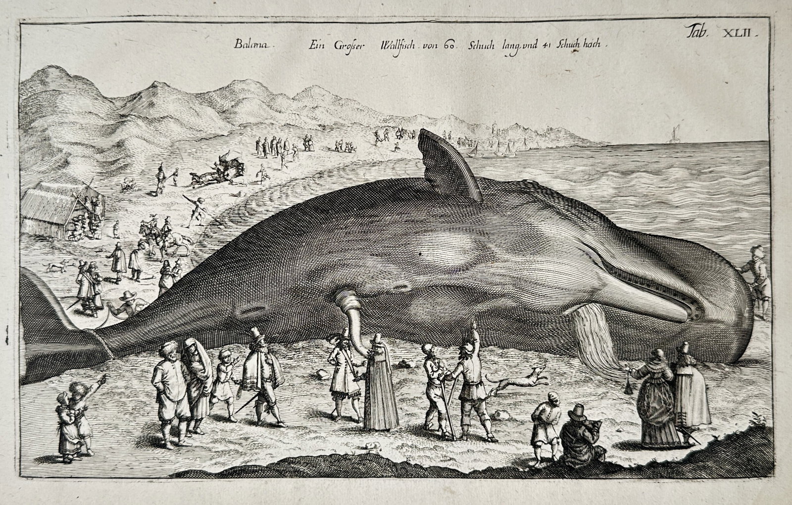 Joannes Jonstonus – Stranded Whale on a Coastline – Cetology – Engraving (17th Century) (1 of 3)