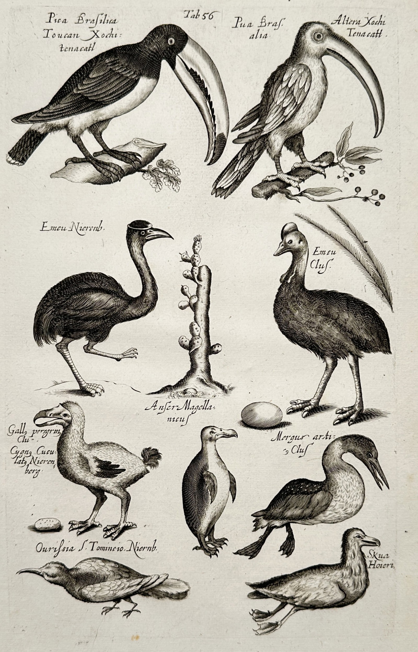 Joannes Jonstonus – Exotic and Flightless Birds – Ornithology – Engraving (17th Century) (1 of 3)