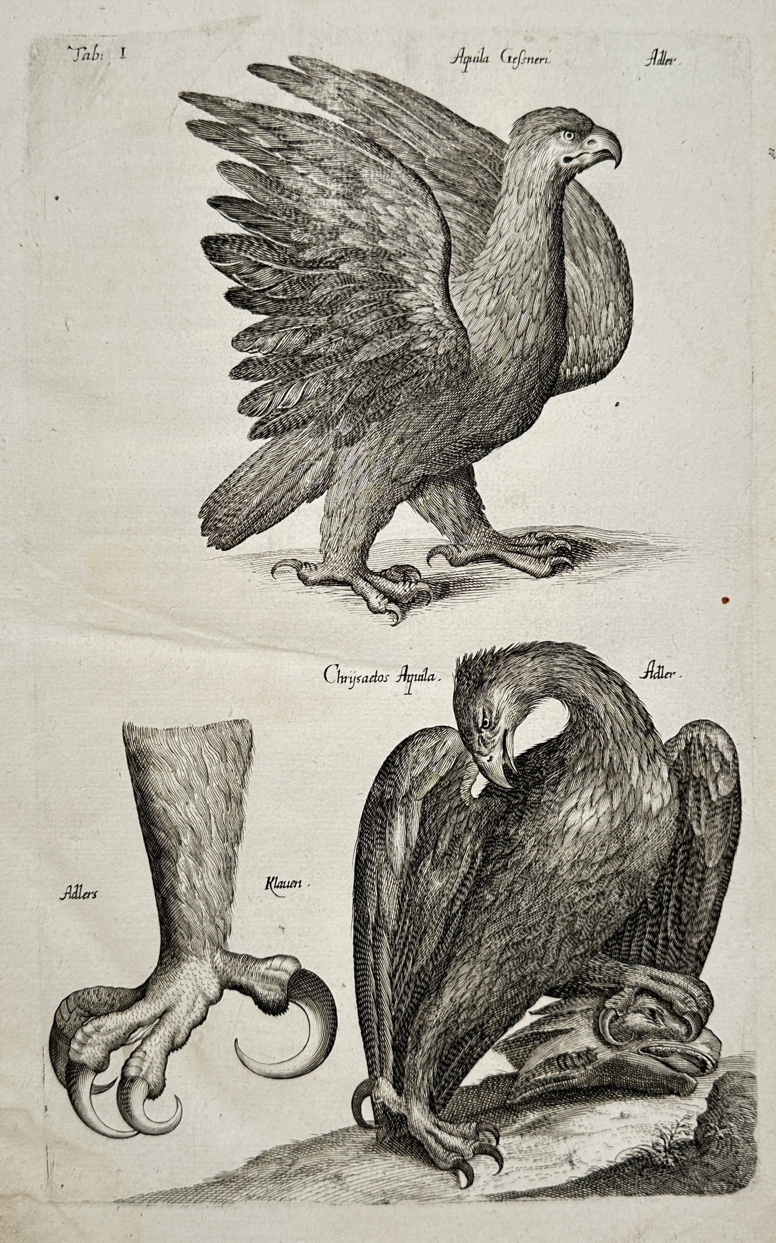 Joannes Jonstonus – Eagles – Ornithology – Engraving (17th Century): "Aquila Gesneri, Chrysaetos Aquila" presents a detailed historical ornithological study showcasing majestic eagles and their anatomical features on a single sheet. The linear composition captures a st