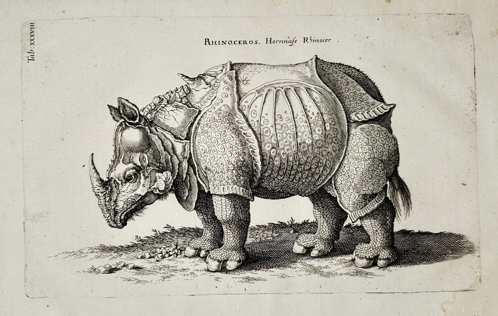Joannes Jonstonus – Rhinoceros – Zoology – Engraving (17th Century) (1 of 3)