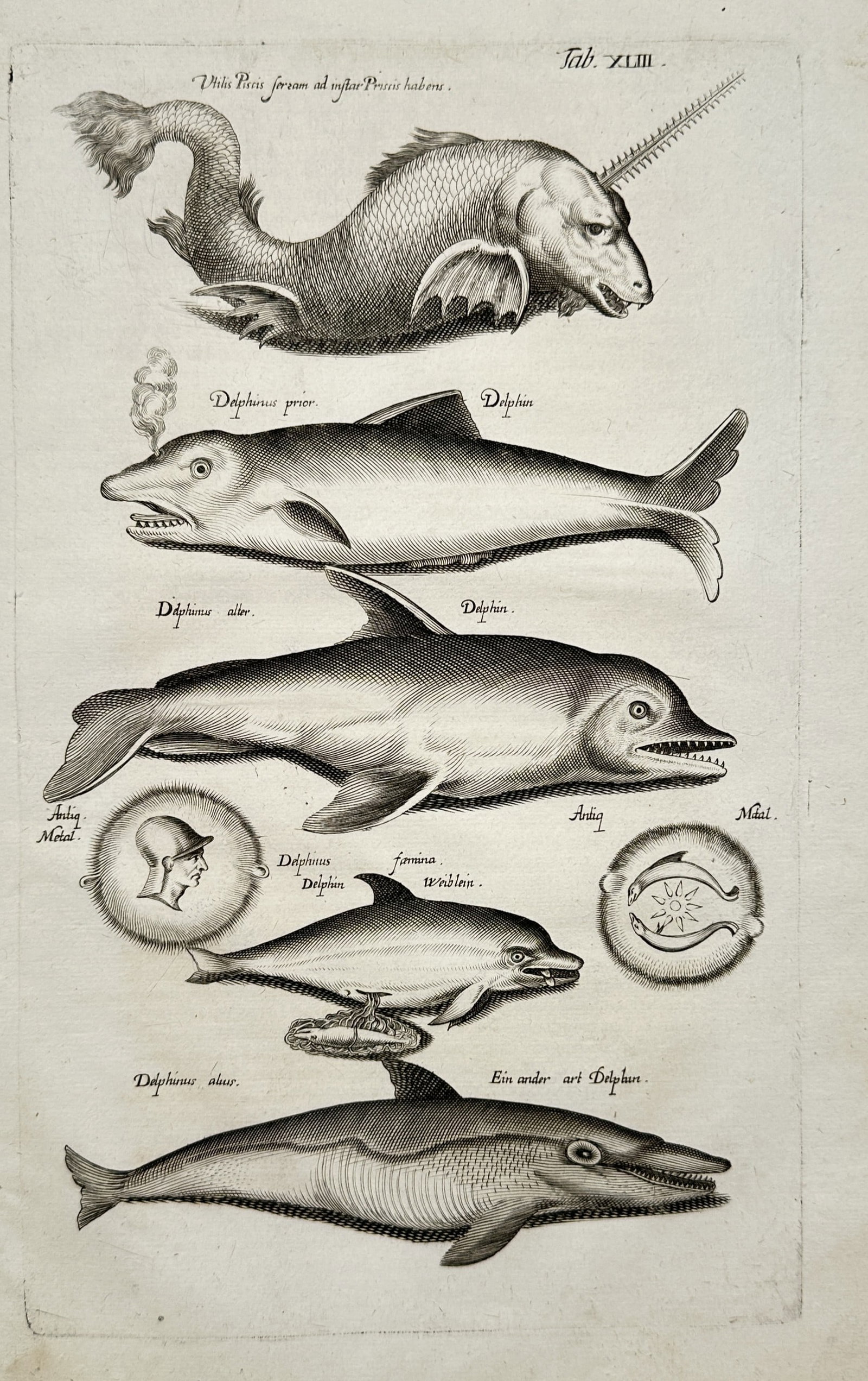 Joannes Jonstonus – Marine Creatures and Dolphins – Cetology / Ichthyology – Engraving (1 of 3)