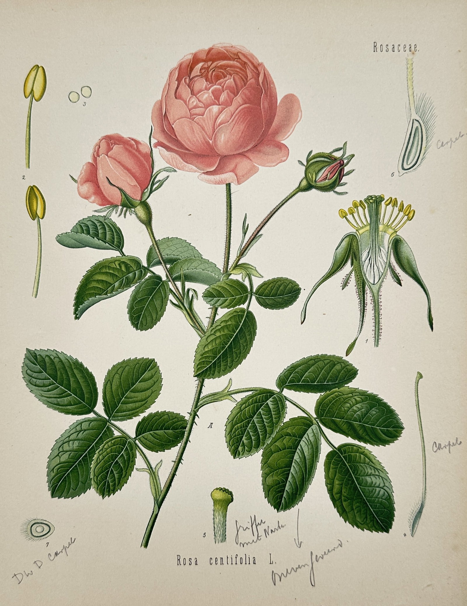 Franz Eugen Köhler – Cabbage Rose – Botanical Study – Chromolithograph (19th Century) (1 of 3)