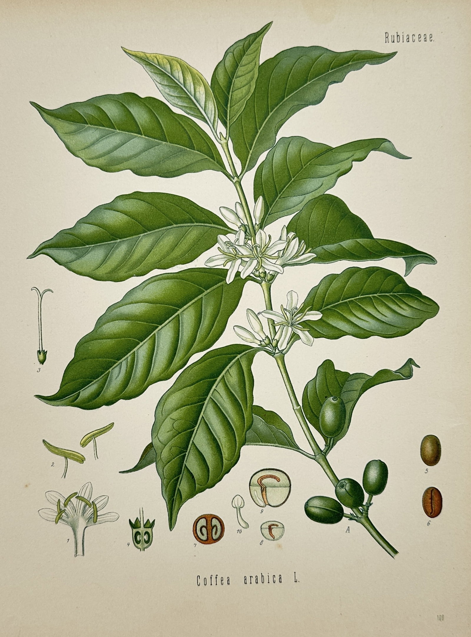 Franz Eugen Köhler – Arabian Coffee Plant – Botanical Study – Chromolithograph (19th Century) (1 of 3)