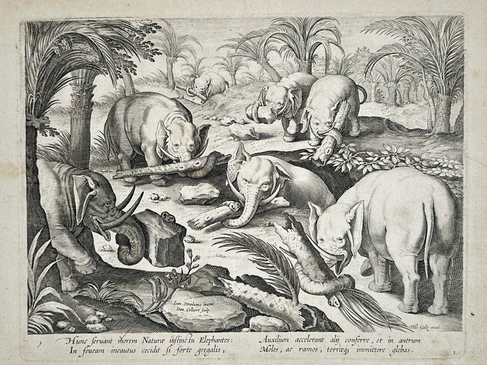 Johannes Stradanus – Elephants Rescuing a Herd Member – Classical Antiquity – Engraving (1 of 3)