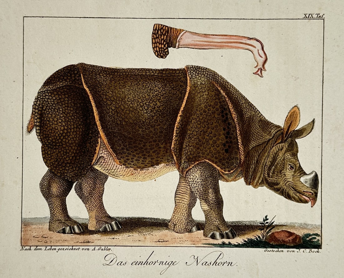 Johann Carl Bock – Rhinoceros – Natural History – Engraving (18th Century): "Das Einhornige Nashorn" presents an 18th-century natural history study capturing an Indian rhinoceros standing on open ground. The broad composition outlines the textured, armor-like skin folds of th
