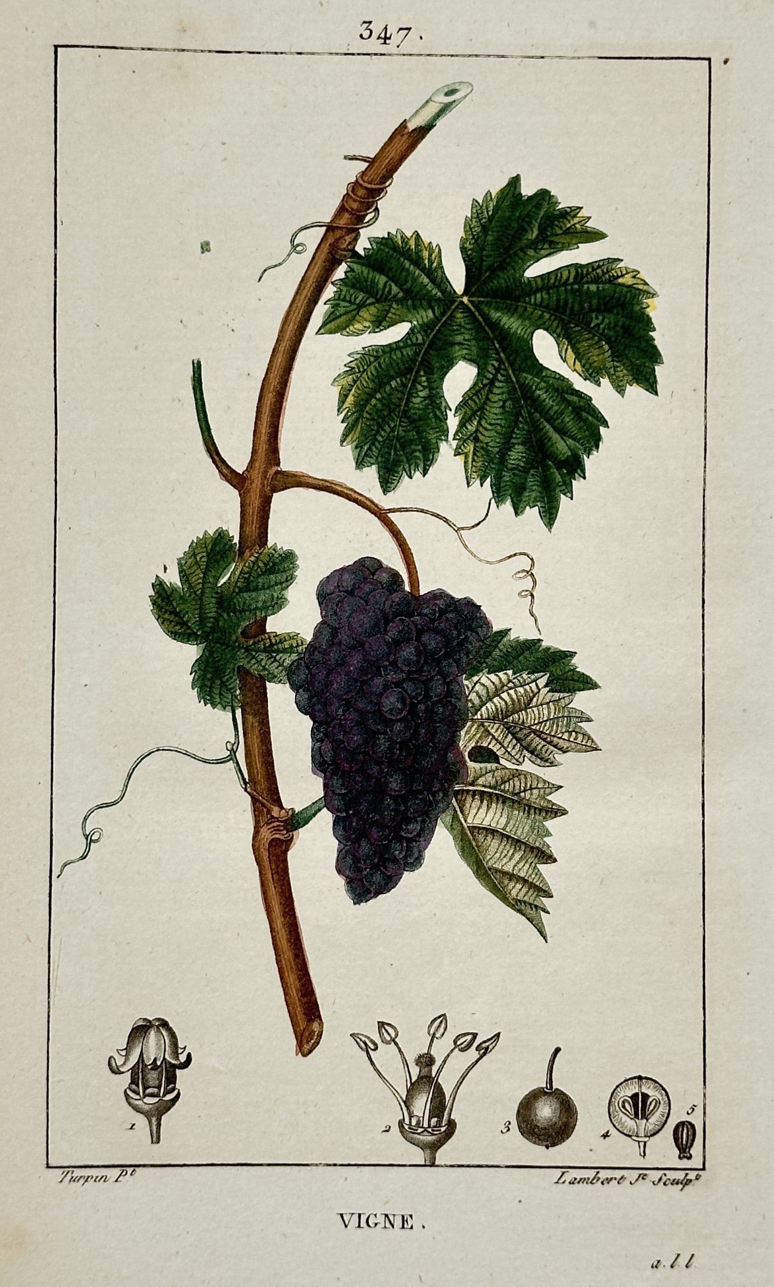 Pierre Jean François Turpin – Grapevine – Stipple Engraving (19th Century) (1 of 3)