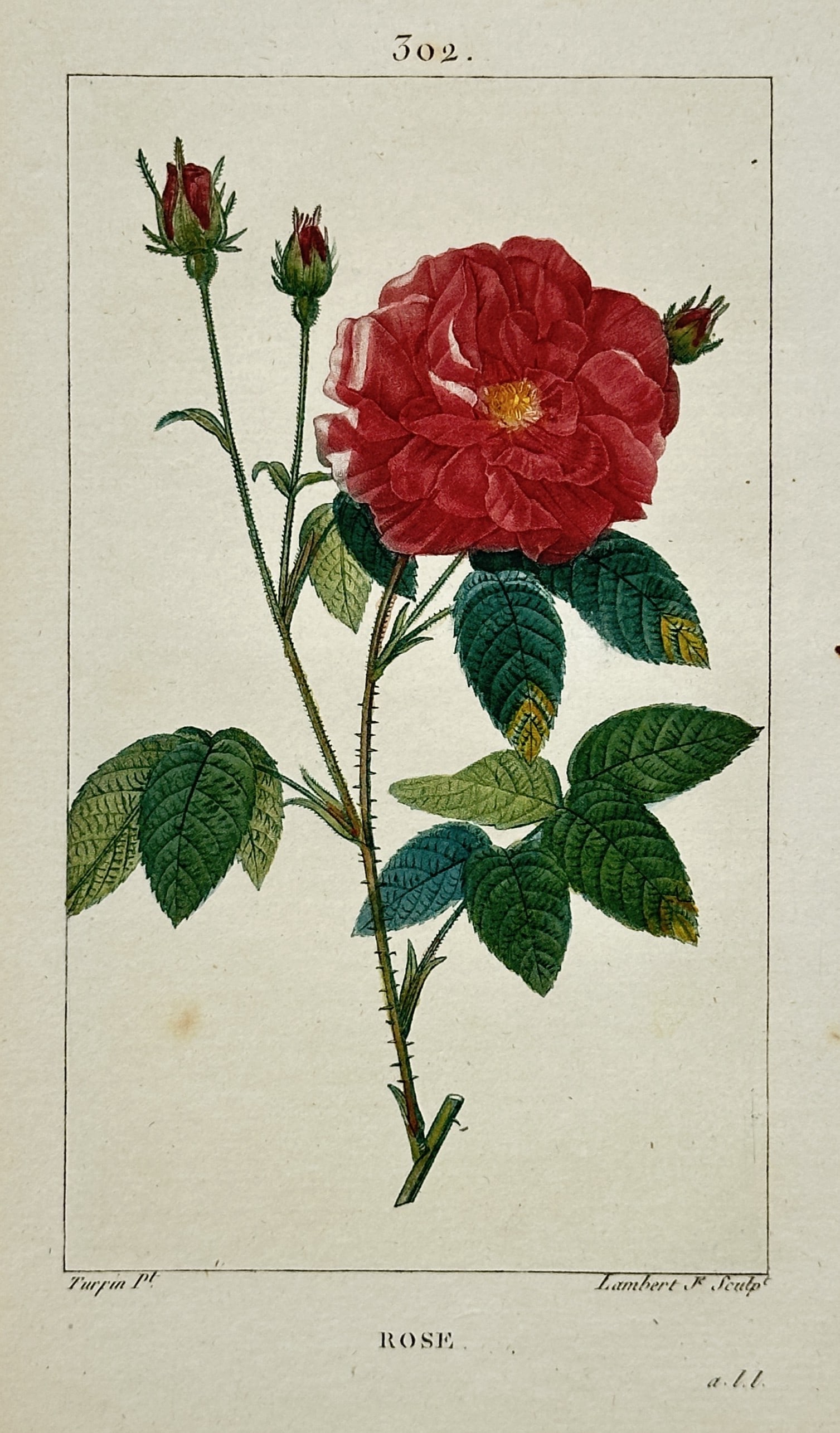 Pierre Jean François Turpin – Rose – Stipple Engraving (19th Century): Rose presents a detailed nineteenth-century botanical study capturing a vibrant crimson rose in full bloom alongside small developing buds on a thorny stem with serrated leaves. The broad composition 
