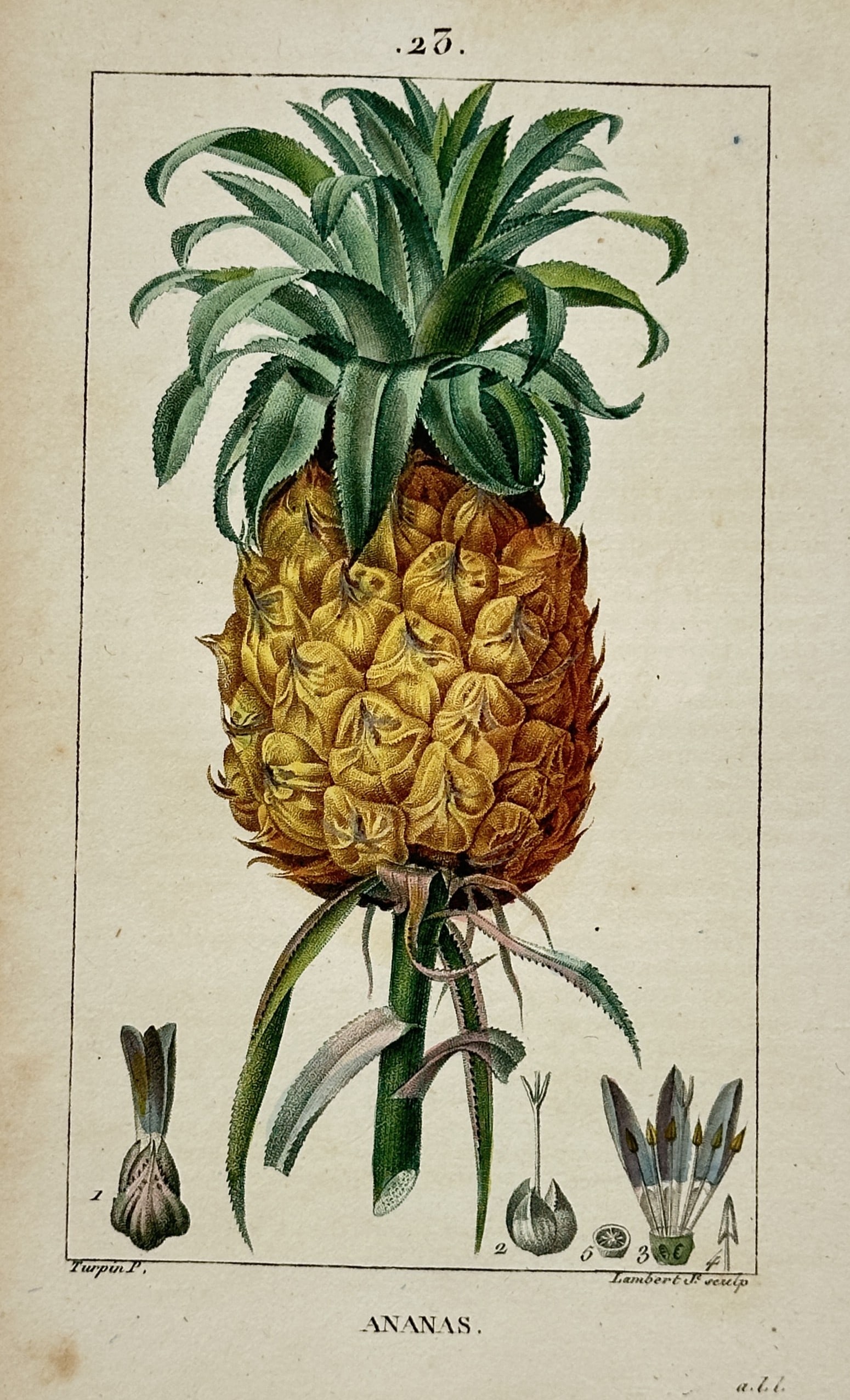 Pierre Jean François Turpin – Pineapple – Stipple Engraving (19th Century) (1 of 3)