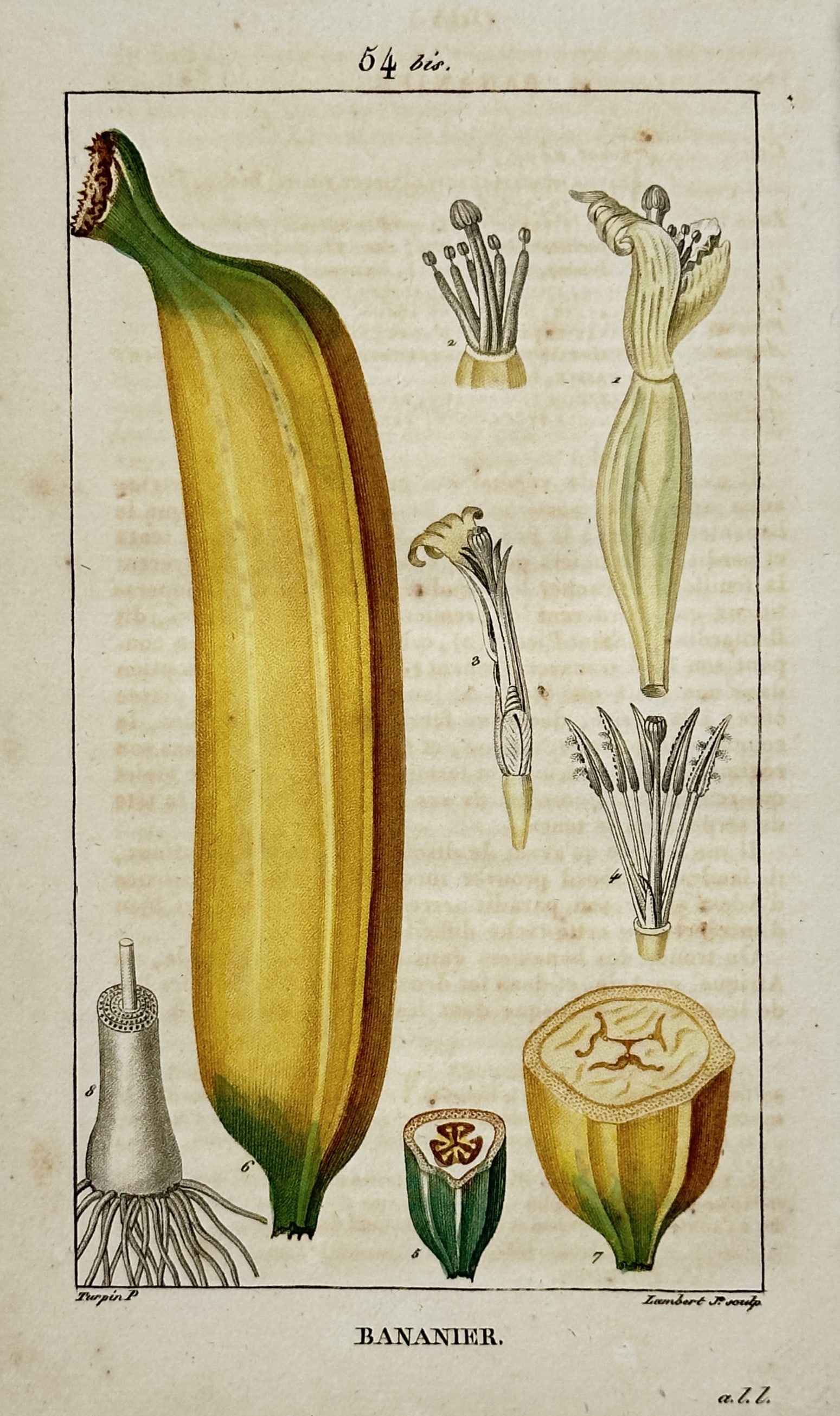 Pierre Jean François Turpin – Banana Tree – Stipple Engraving (19th Century) (1 of 3)