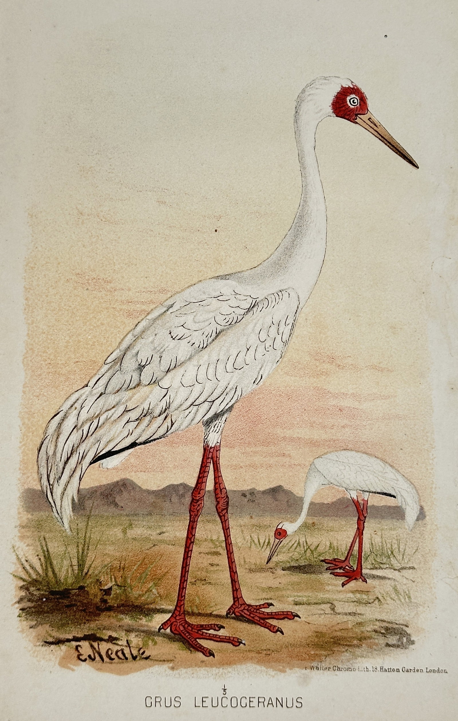 Edward Neale – Siberian Crane – Ornithological Illustration – Chromolithograph (19th Century) (1 of 3)