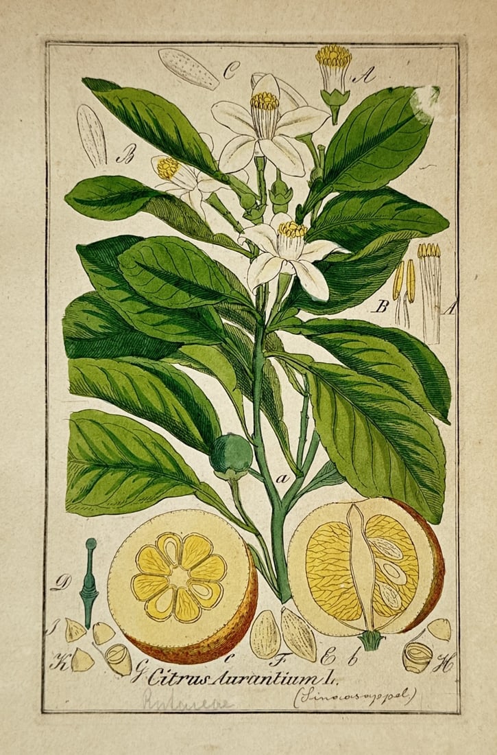 Max Schulze – Bitter Orange – Lithograph (19th Century): "Citrus Aurantium" presents a nineteenth-century botanical study capturing a flowering branch of a bitter orange plant adorned with deep green leaves and white blossoms. The broad composition outlines