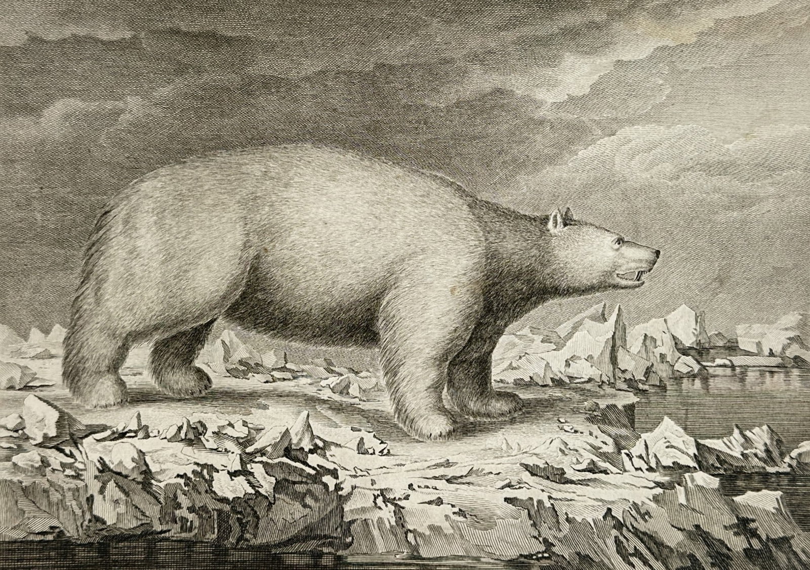 John Webber – Polar Bear – Engraving (18th Century): "Un Ours Blanc" This zoological composition depicts a large polar bear standing upon a rugged expanse of ice and rocky coastline under an atmospheric, clouded sky. The print serves as a natural histor