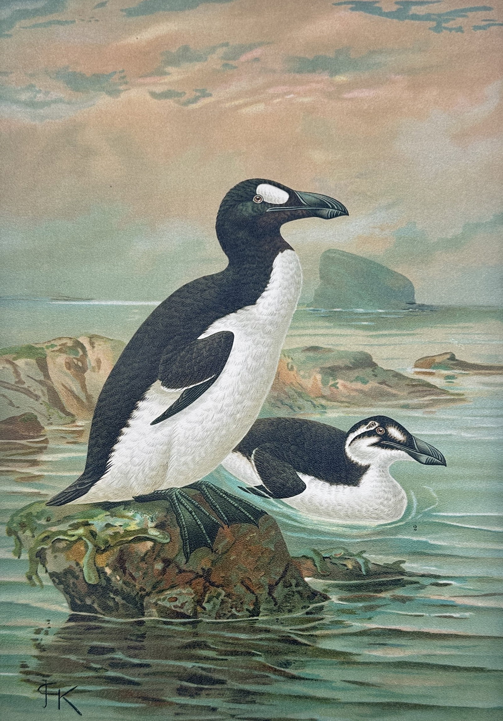 Johann Friedrich Naumann – Great Auk – Lithograph (19th Century) (1 of 3)
