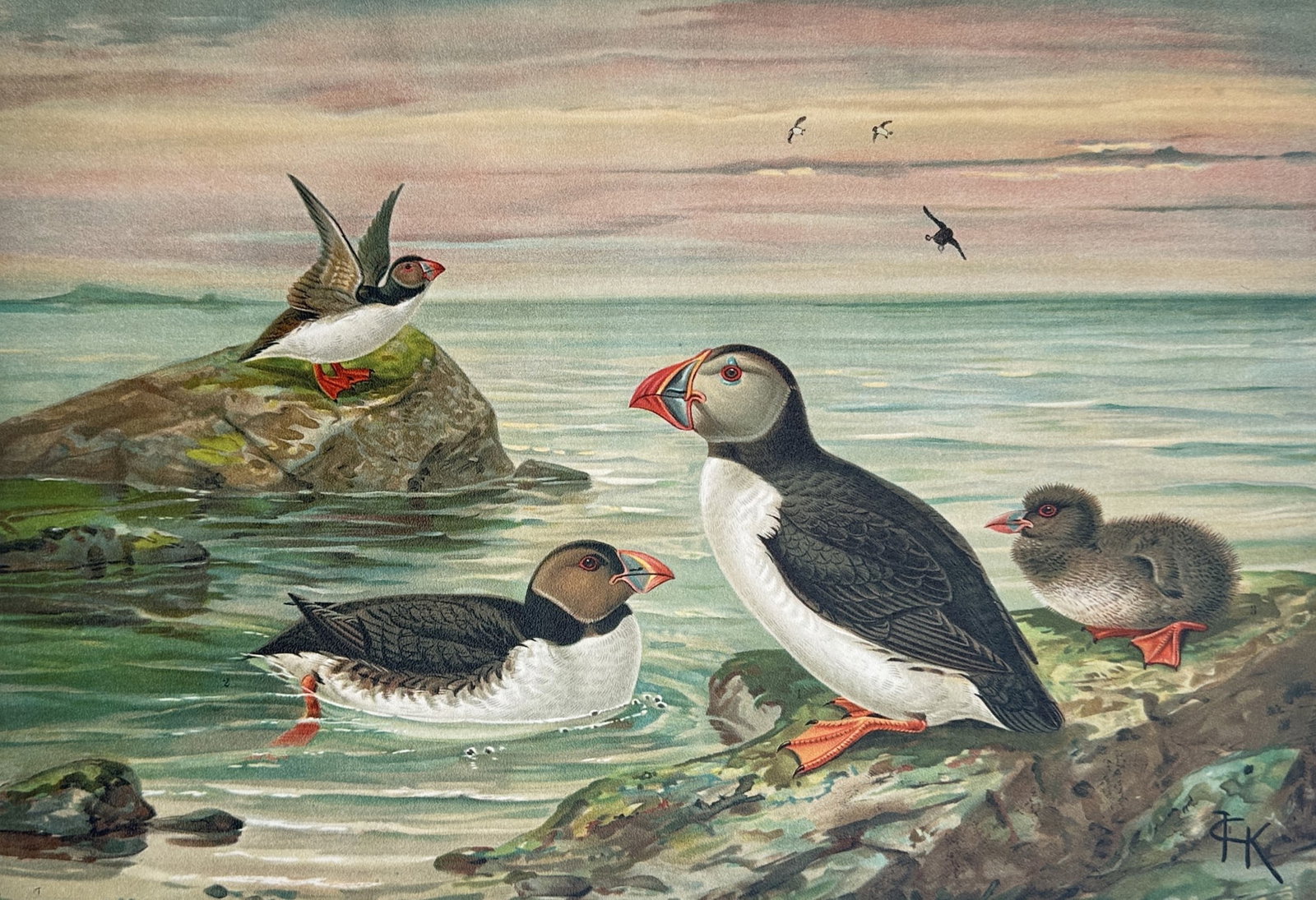 Johann Friedrich Naumann – Atlantic Puffin – Lithograph (19th Century): "Fratercula Arctica (L.). Arktischer Lund" This ornithological study depicts several Atlantic puffins at various stages of maturity within an expansive coastal environment under an atmospheric evening