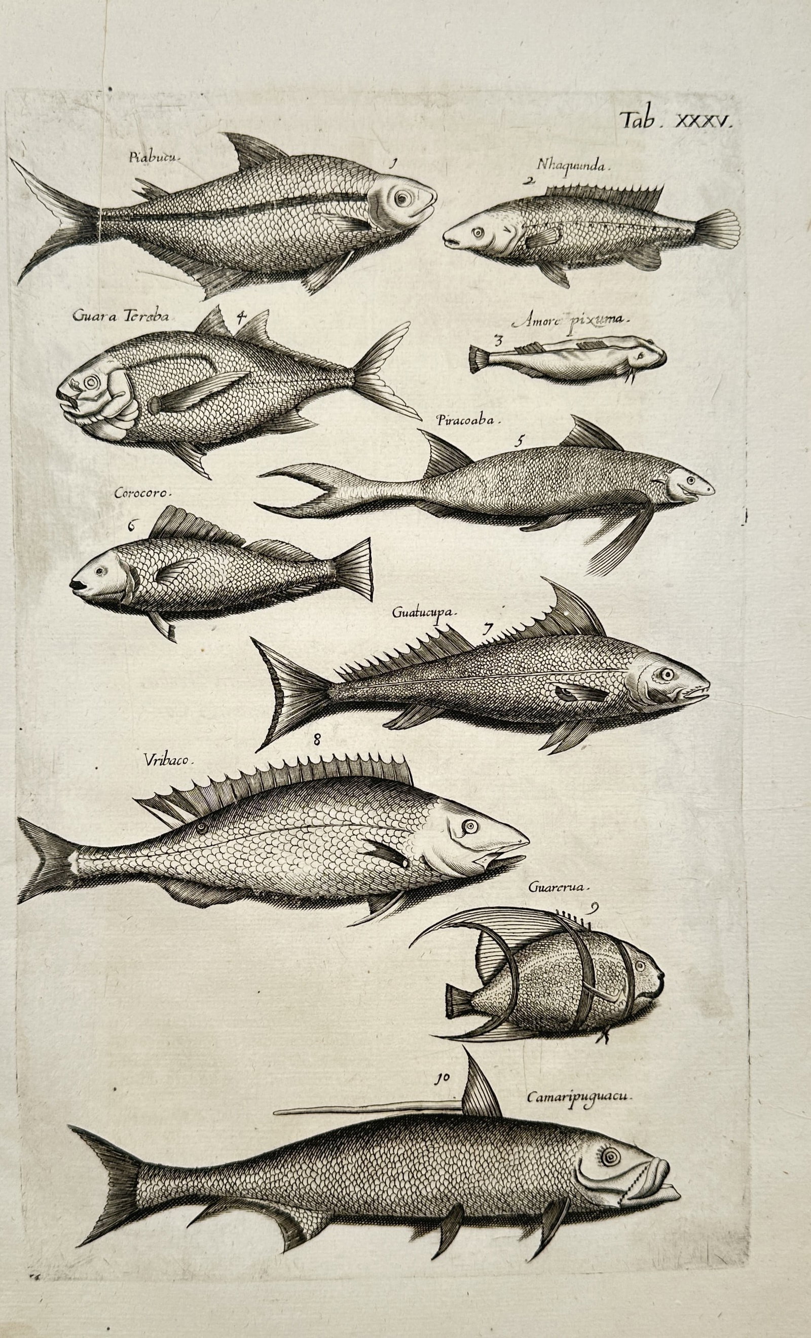 John Jonston – Studies of Various Fish Varieties – Engraving (17th Century) (1 of 2)