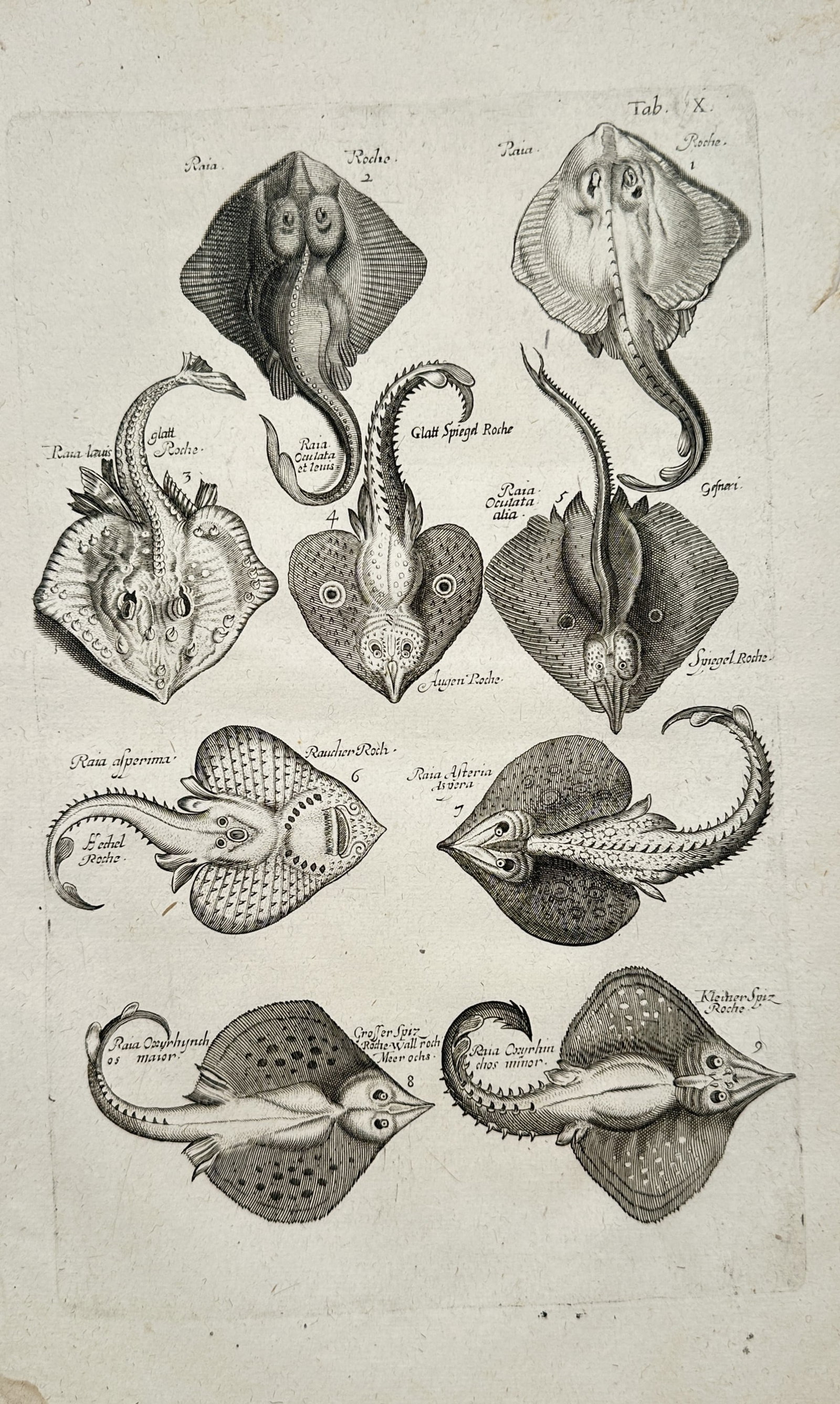 John Jonston – Studies of Various Rays and Skates – Engraving (17th Century) (1 of 2)