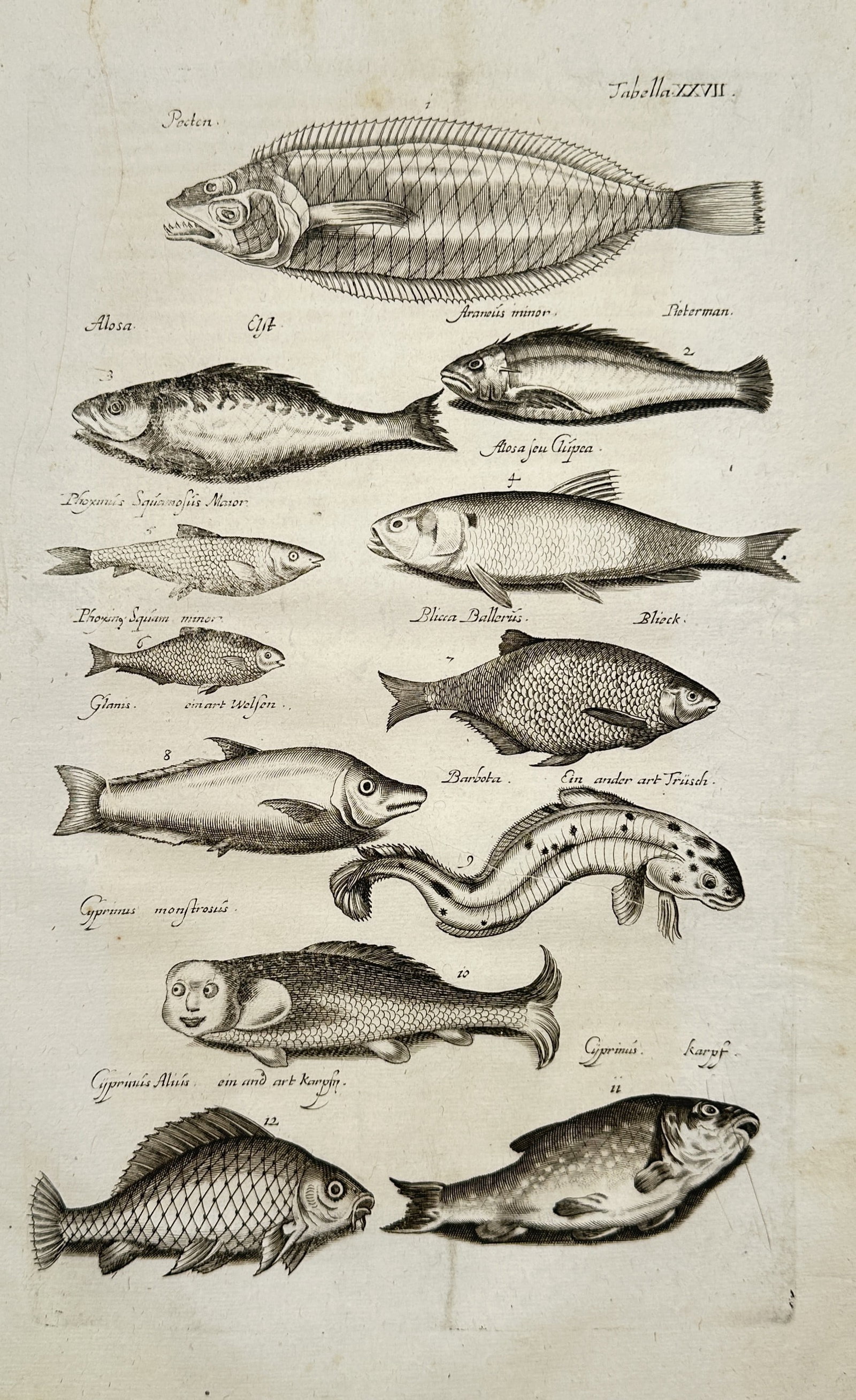 John Jonston – Studies of Flatfish, Carp, and Monstrous Fish Species – Engraving (17th Century): "Various Fish Species" This natural history plate features a series of detailed ichthyological illustrations documenting a wide array of marine and freshwater specimens, including flatfish, carp varie