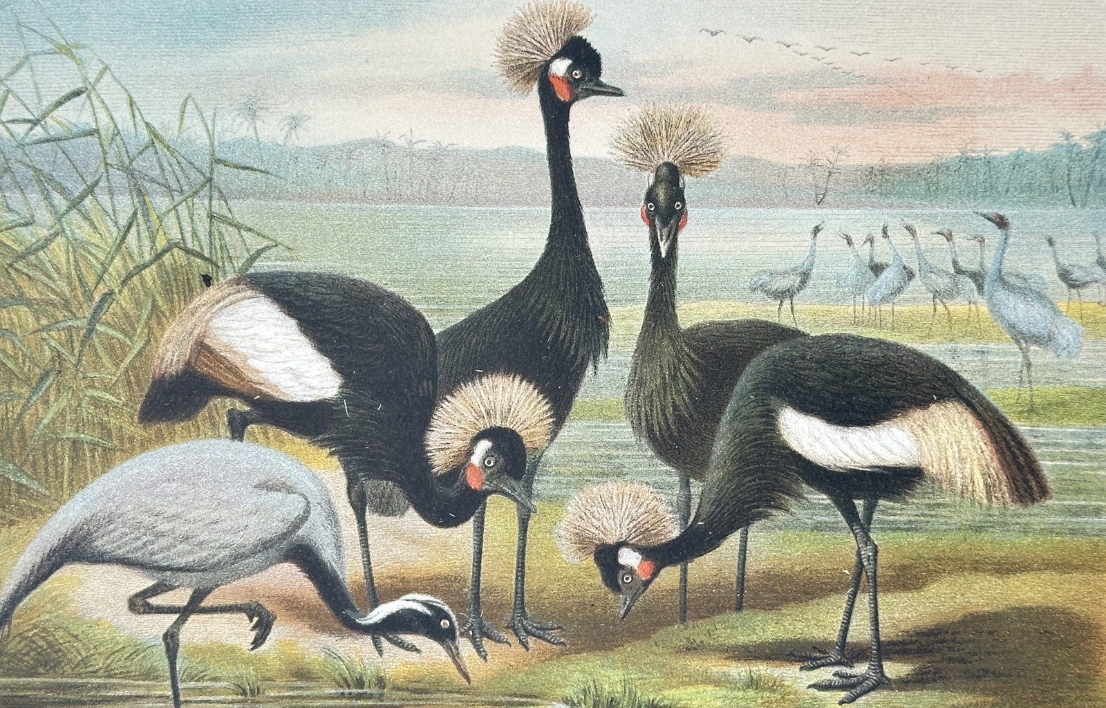 Alfred Edmund Brehm – Studies of Demoiselle and Crowned Cranes – Chromolithograph (1 of 3)