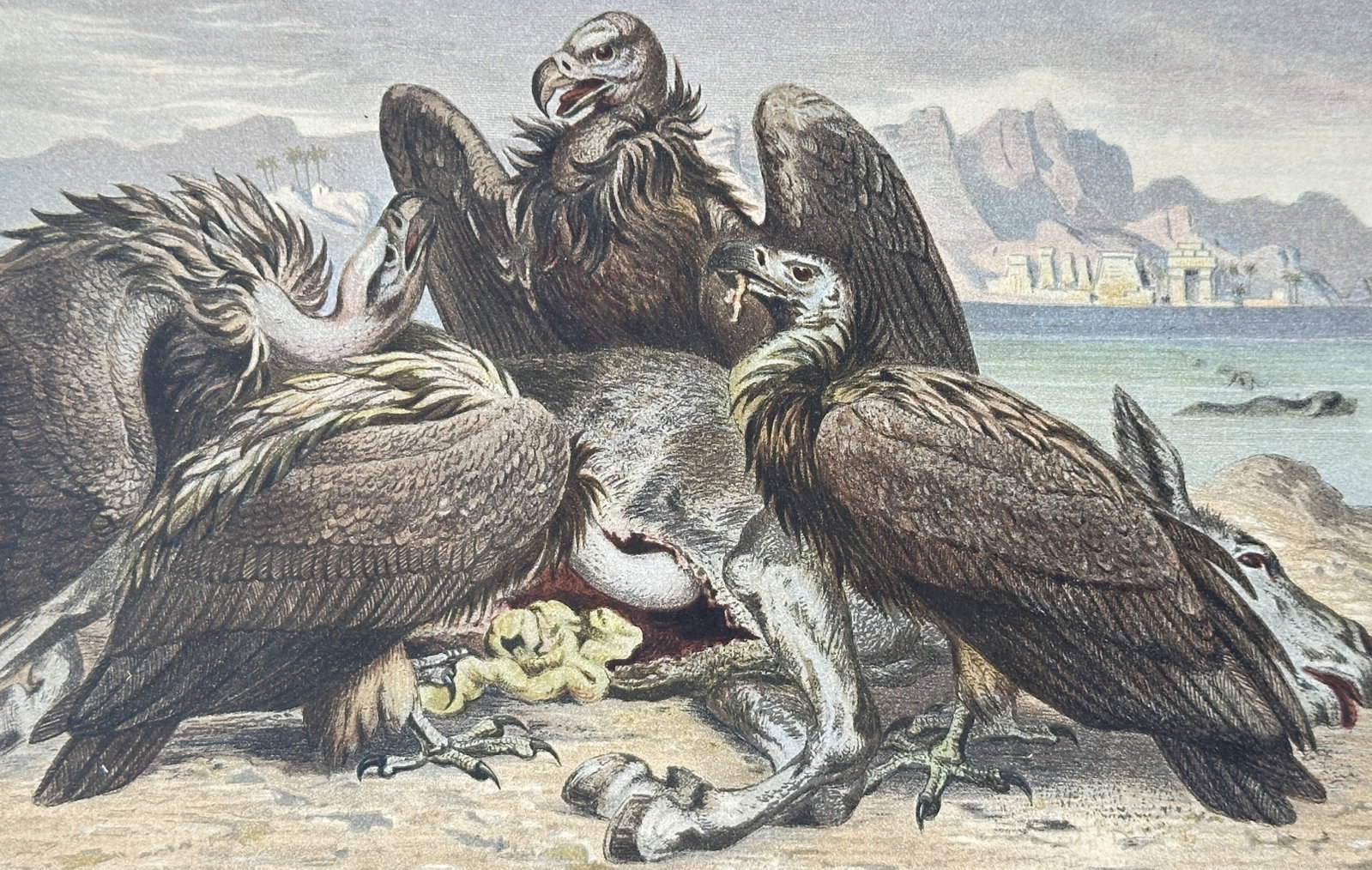 Alfred Edmund Brehm – Studies of African Vultures – Chromolithograph (19th Century): "Afrikanische Geier" This ornithological illustration presents a group of vultures scavaging on a carcass along a shoreline. The composition highlights the distinctive physical traits of the birds, in