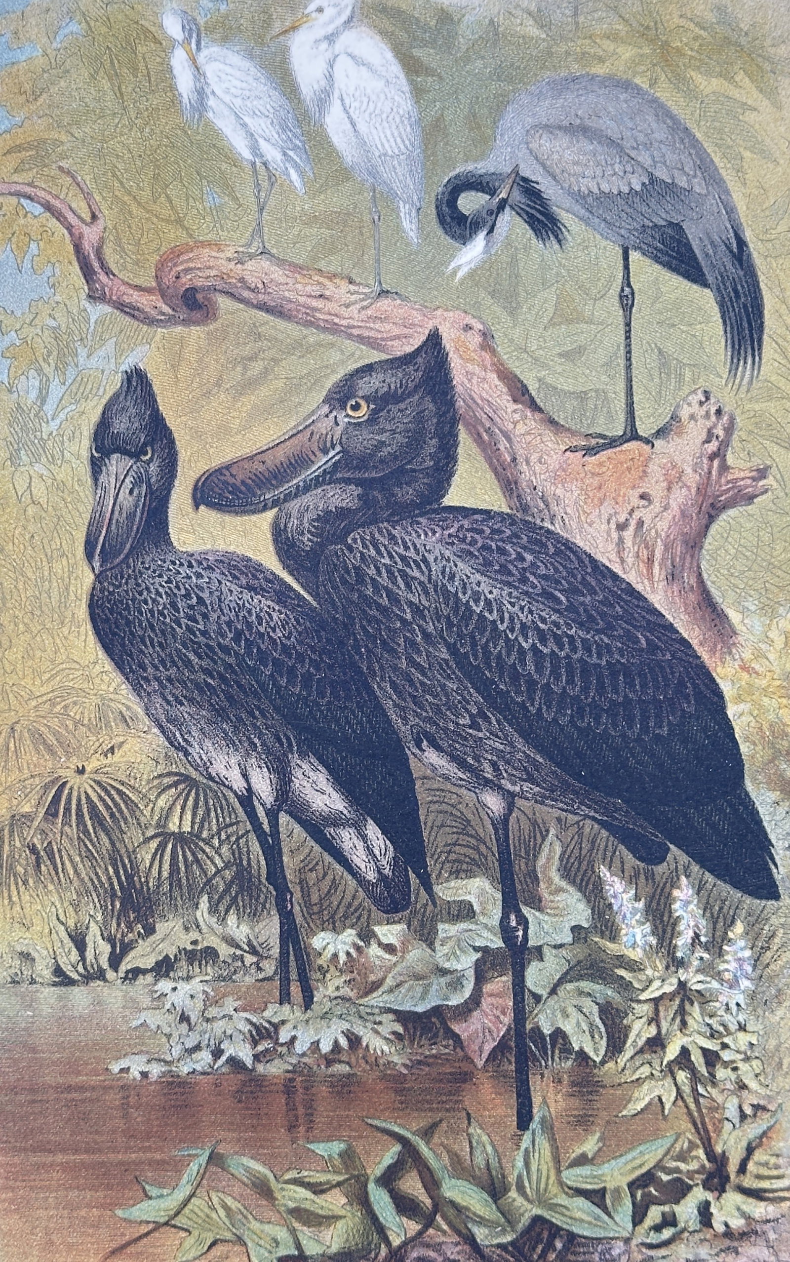 Alfred Edmund Brehm – Studies of Shoebills and Wading Birds – Chromolithograph (19th Century): "Schuhschnabel" This ornithological illustration presents a pair of prominent shoebill storks standing near the edge of a wetland habitat, with smaller egrets and a heron perched on a large fallen bra