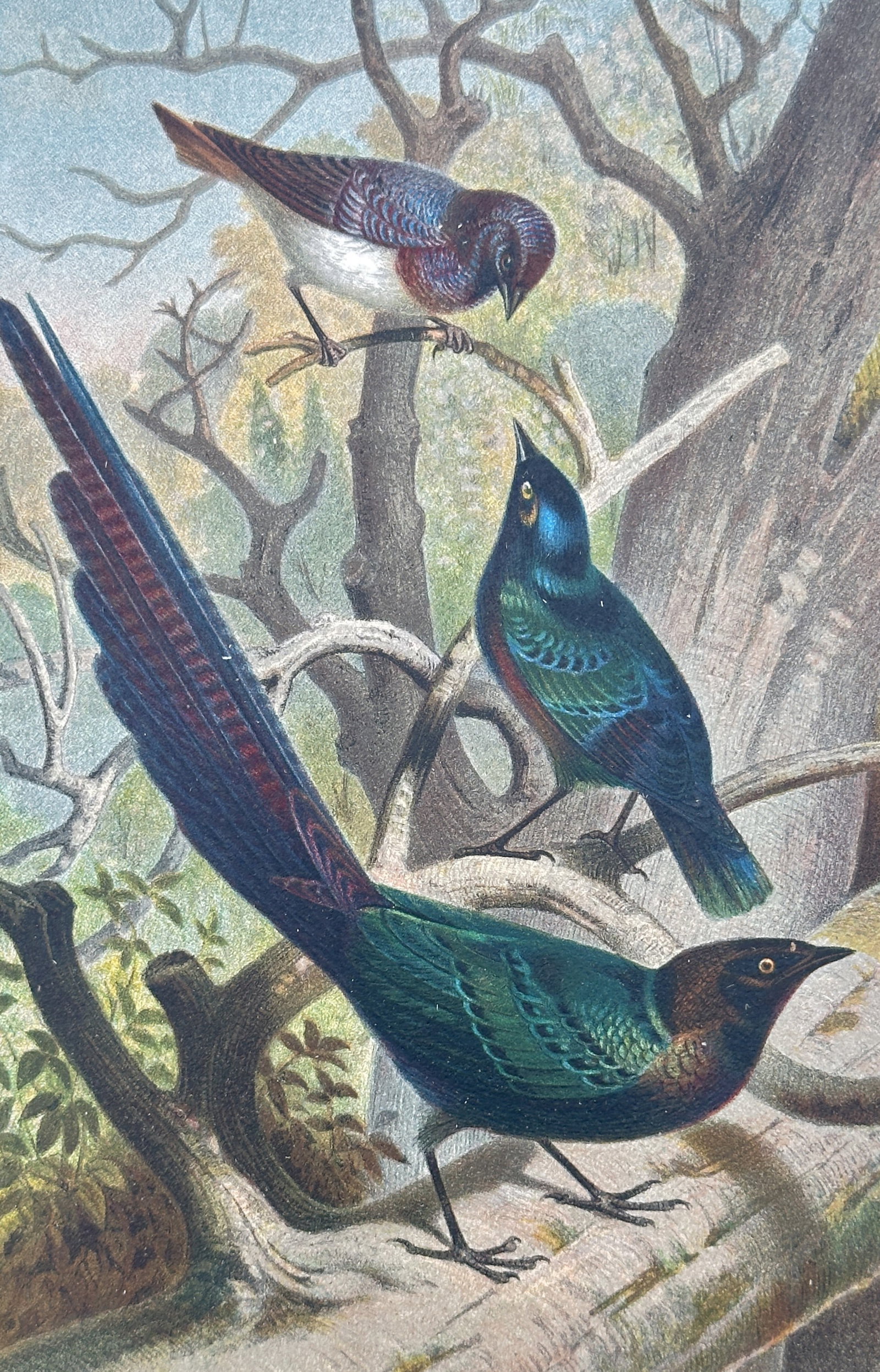 Alfred Edmund Brehm – Studies of Glossy Starlings – Chromolithograph (19th Century): "This ornithological illustration presents three vibrant species of glossy starlings perched among the branches of a textured, leafless woodland environment. The composition meticulously details the h