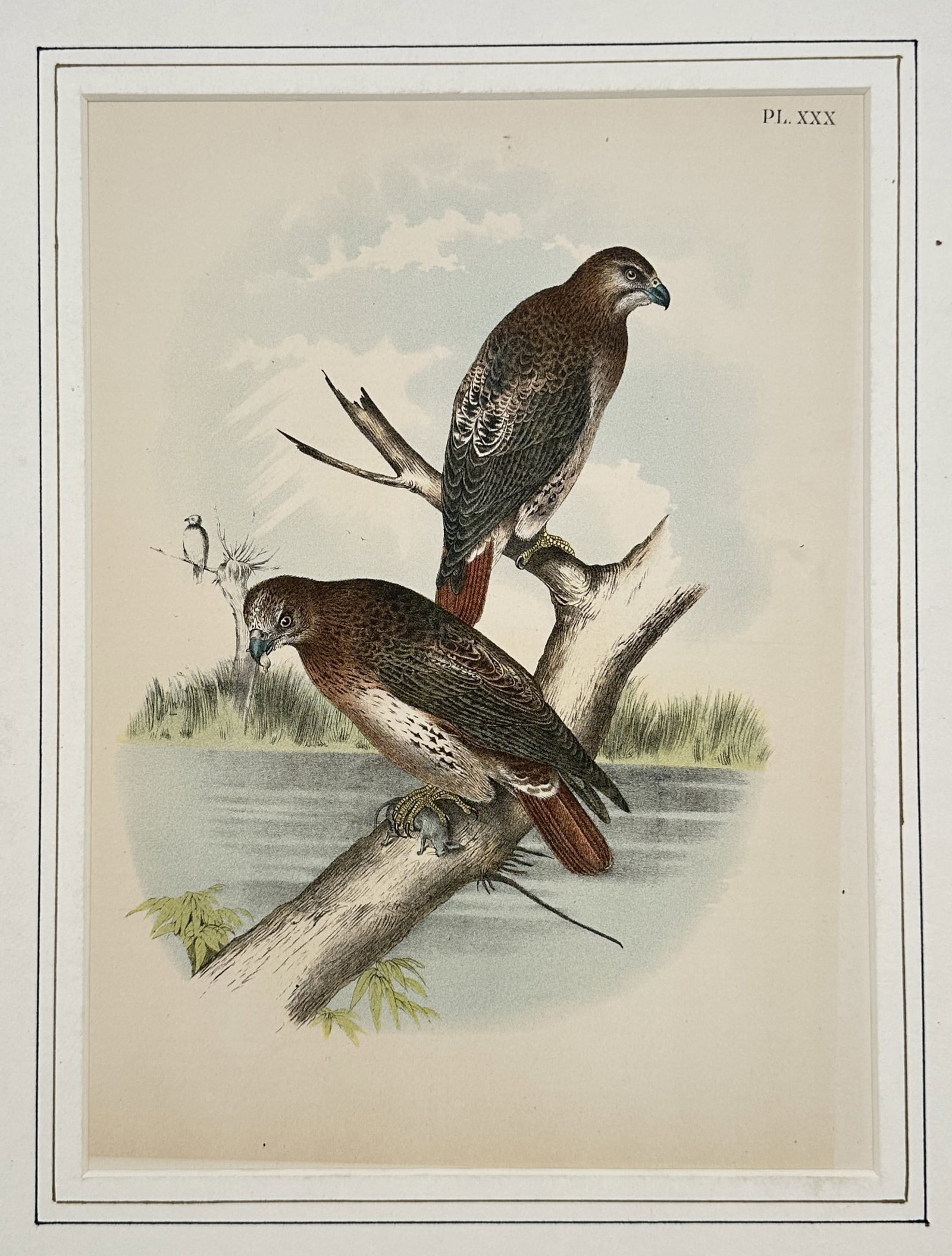 Theodore Jasper – Studies of Hawks – Chromolithograph (19th Century): "Studies of Hawks" This ornithological illustration presents two birds of prey perched on weathered tree branches near a body of water. The composition showcases the detailed plumage patterns, sharp b