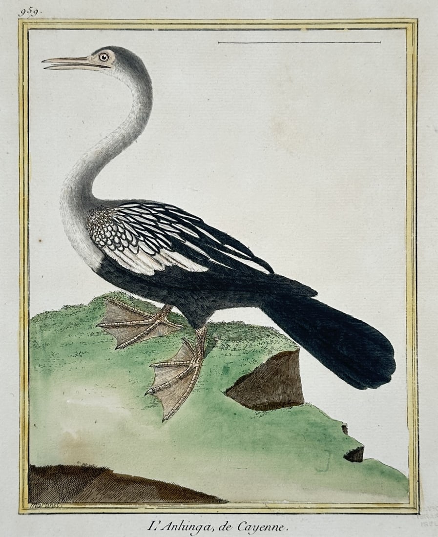 François-Nicolas Martinet – Study of an Anhinga – Engraving (18th Century) (1 of 3)
