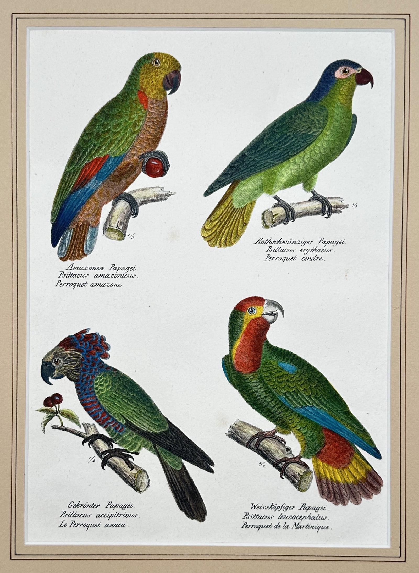 Karl Joseph Brodtmann – Studies of Various Parrot Species – Lithograph (19th Century) (1 of 3)