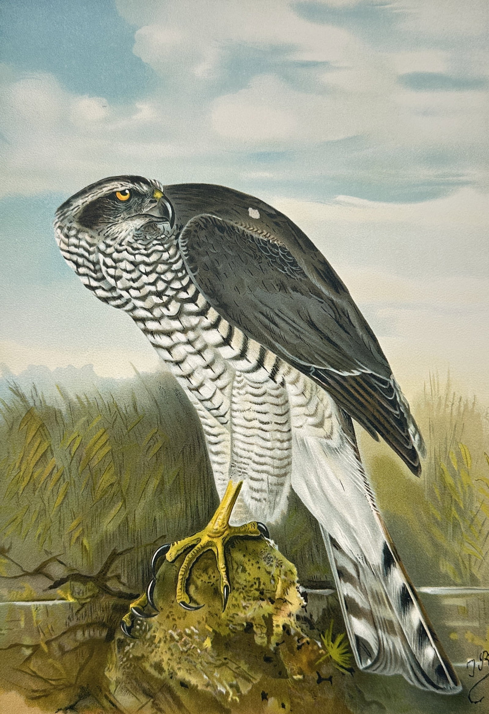 Johann Andreas Naumann – Study of a Northern Goshawk – Lithograph (19th Century) (1 of 3)