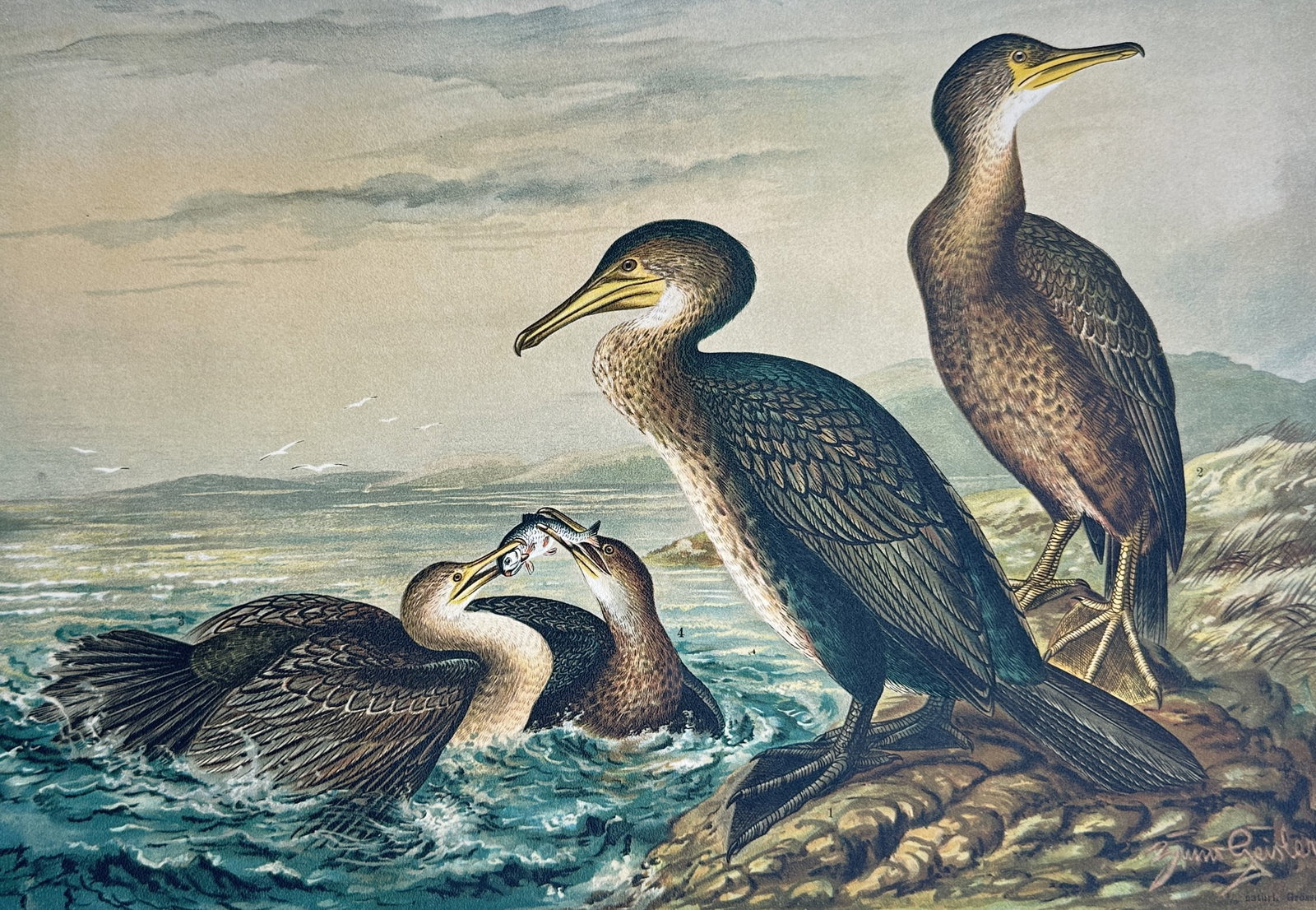Johann Andreas Naumann – Study of Cormorants and Shags – Lithograph (19th Century) (1 of 3)