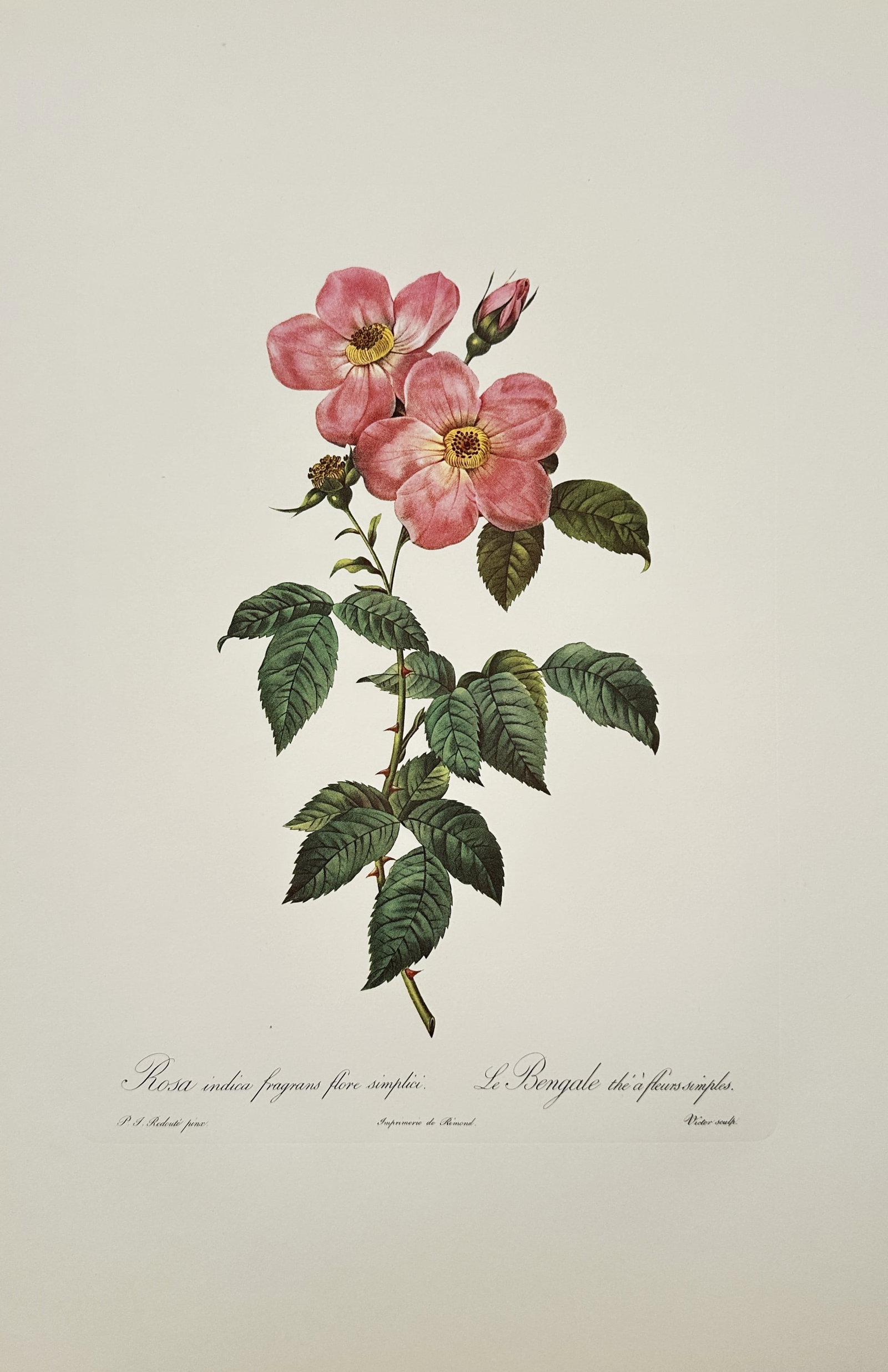 Pierre-Joseph Redouté,after – Study of Pink Bengal Rose – Offset print (20th Century) (1 of 2)