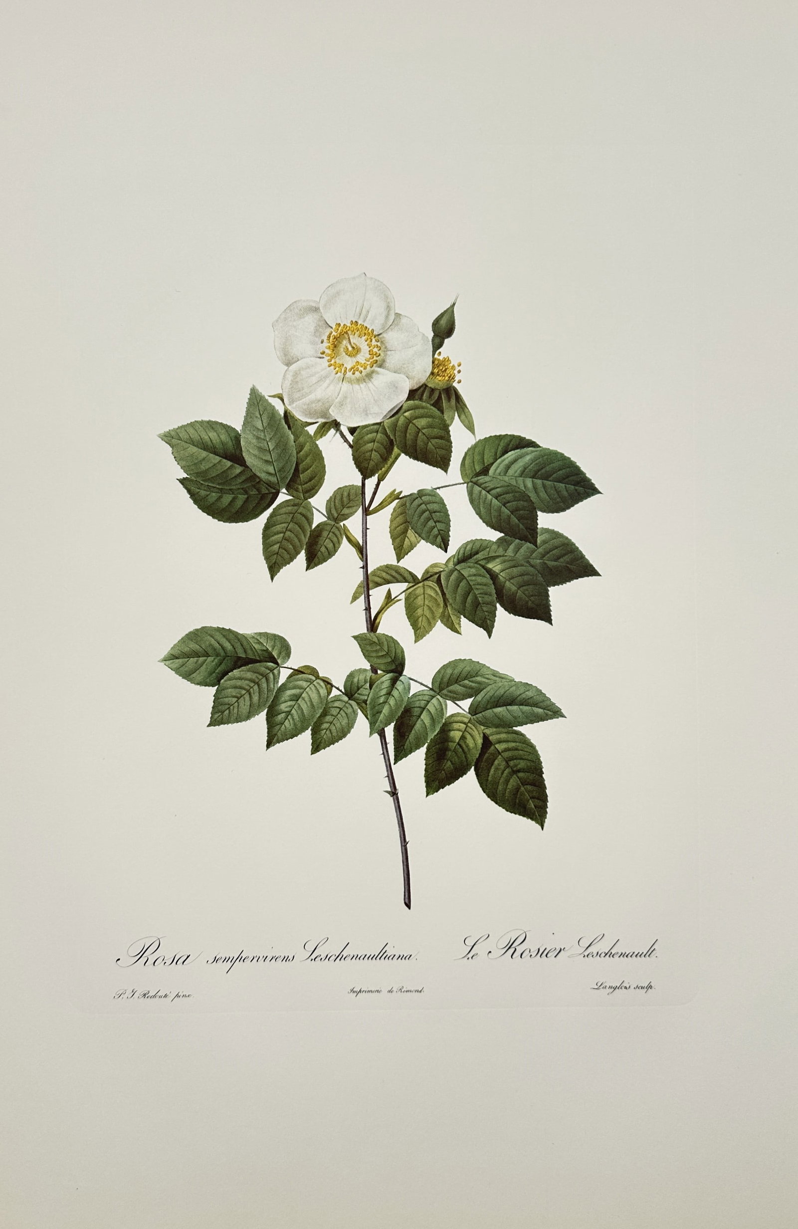 Pierre-Joseph Redouté,after – Study of White Leschenault Rose – Offset print (20th Century) (1 of 2)