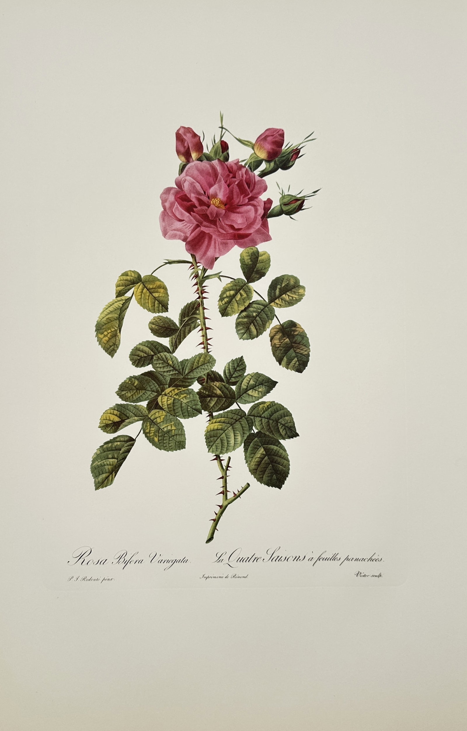 Pierre-Joseph Redouté,after – Study of Variegated Four Seasons Rose – Offset print (20th (1 of 2)
