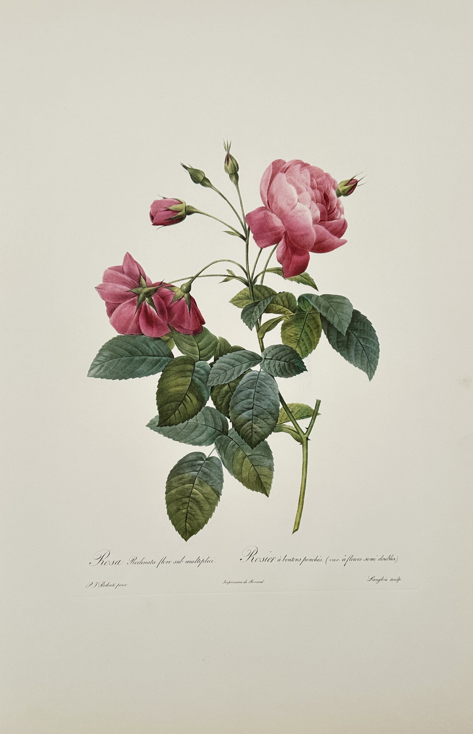 Pierre-Joseph Redouté,after – Study of Redouté Rose – Offset print (20th Century) (1 of 2)