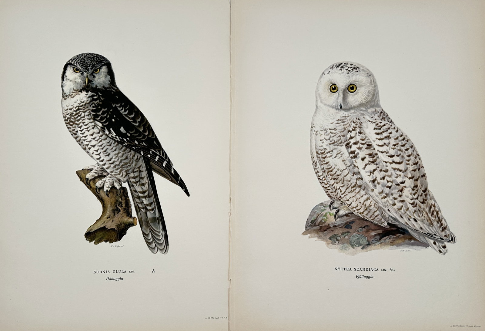 Magnus von Wright – Set of 2: Ornithological Studies of Owls – Lithographs (1920s) (1 of 2)