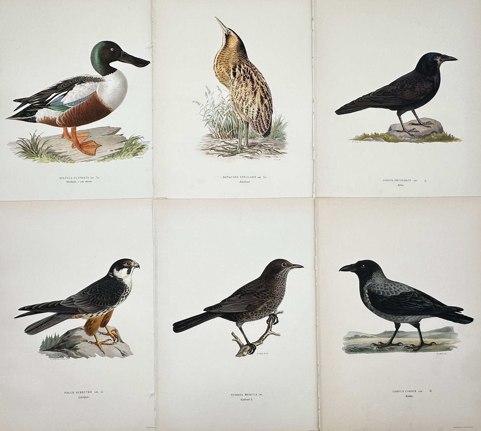 Magnus von Wright – Set of 6: Ornithological Studies of Various Avian Species – Lithographs (1 of 2)