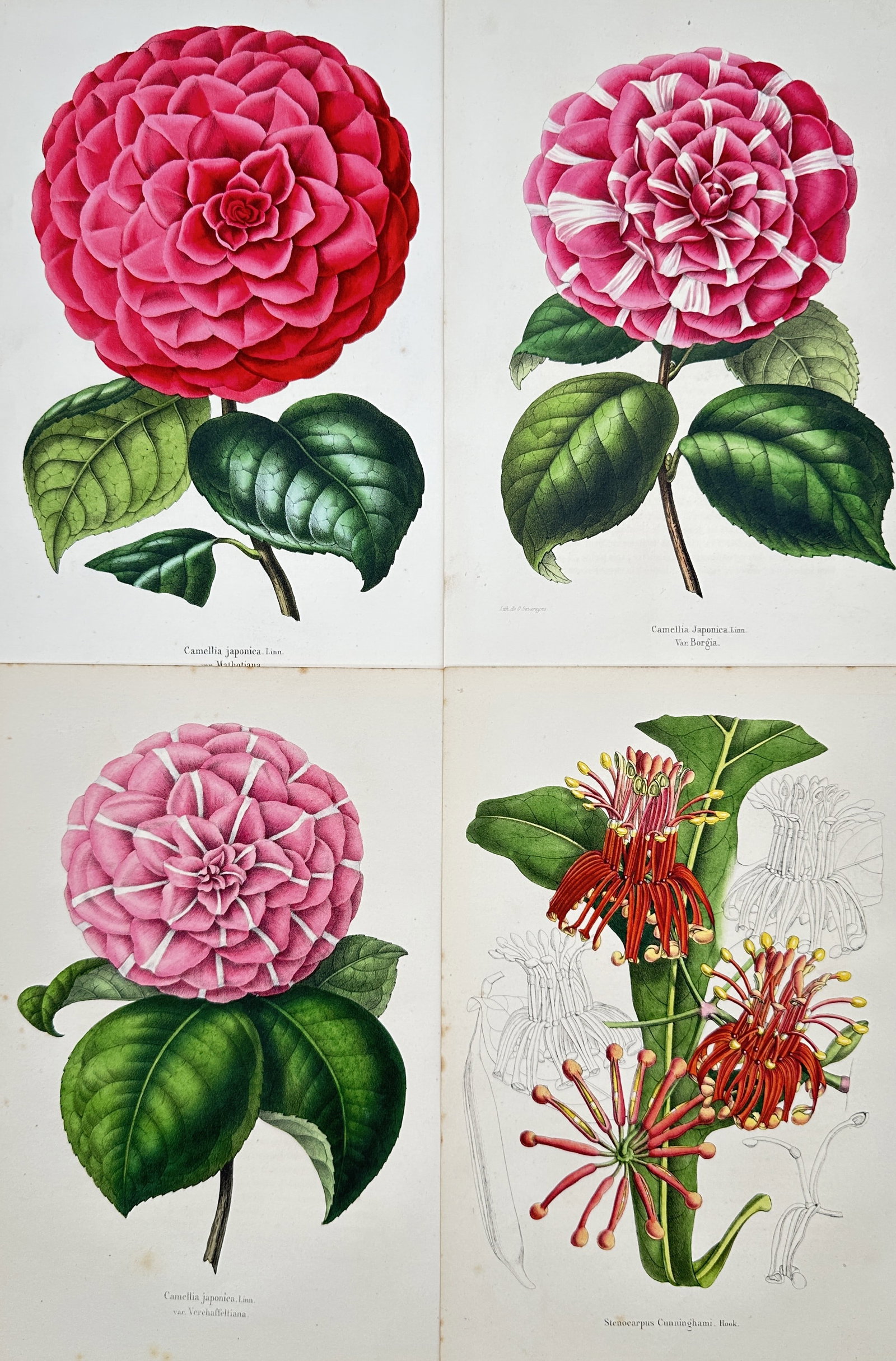 Guillaume Severeyns – Set of 4: Botanical Studies of Camellias and Exotic Flora – Lithographs (1 of 2)