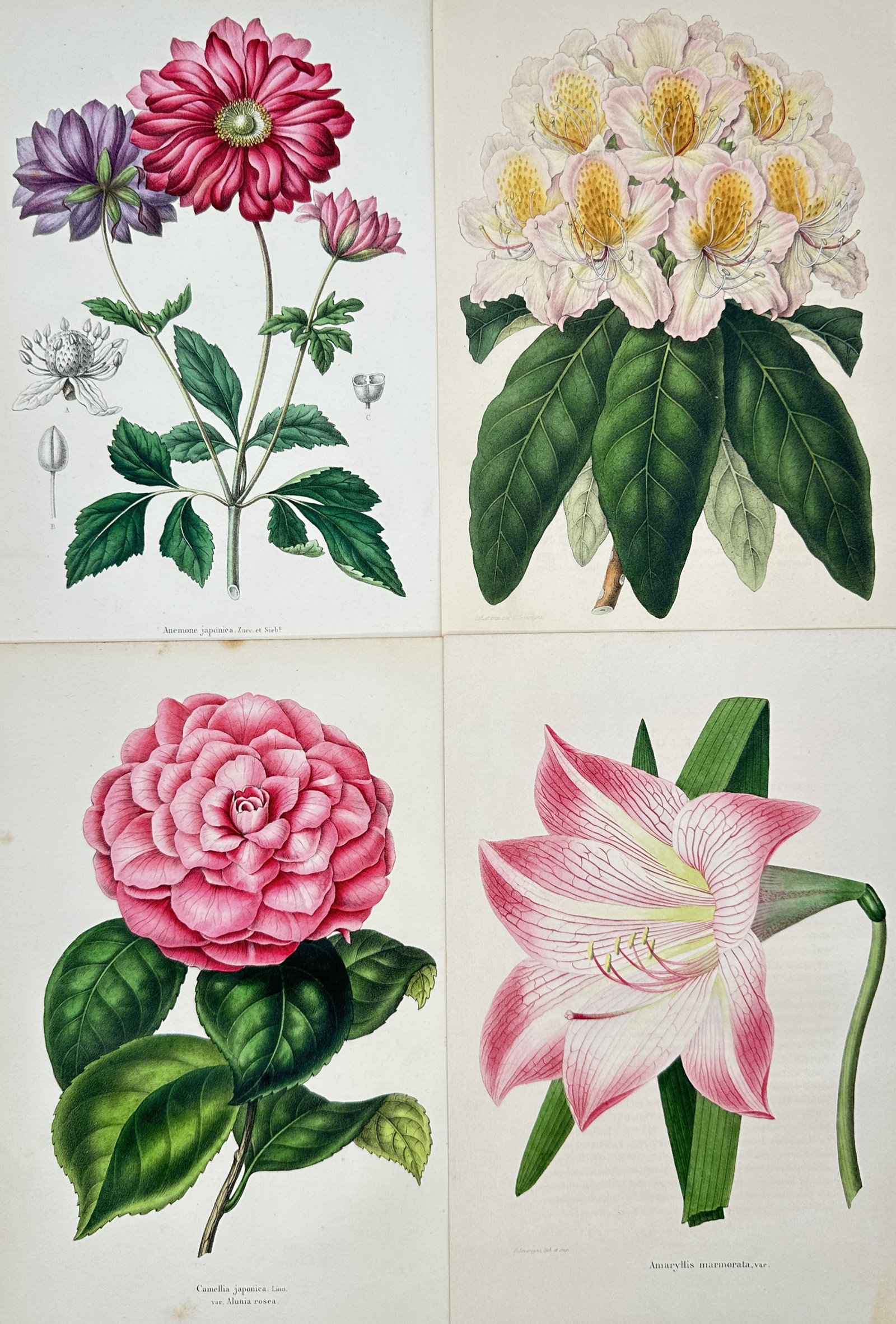 Guillaume Severeyns – Set of 4: Botanical Studies of Camellias, Rhododendrons: Anemone Japonica, Rhododendron, Camellia Japonica, and Amaryllis Marmorata This set of four prints features detailed botanical illustrations showcasing a variety of vibrant garden flowers alongside th