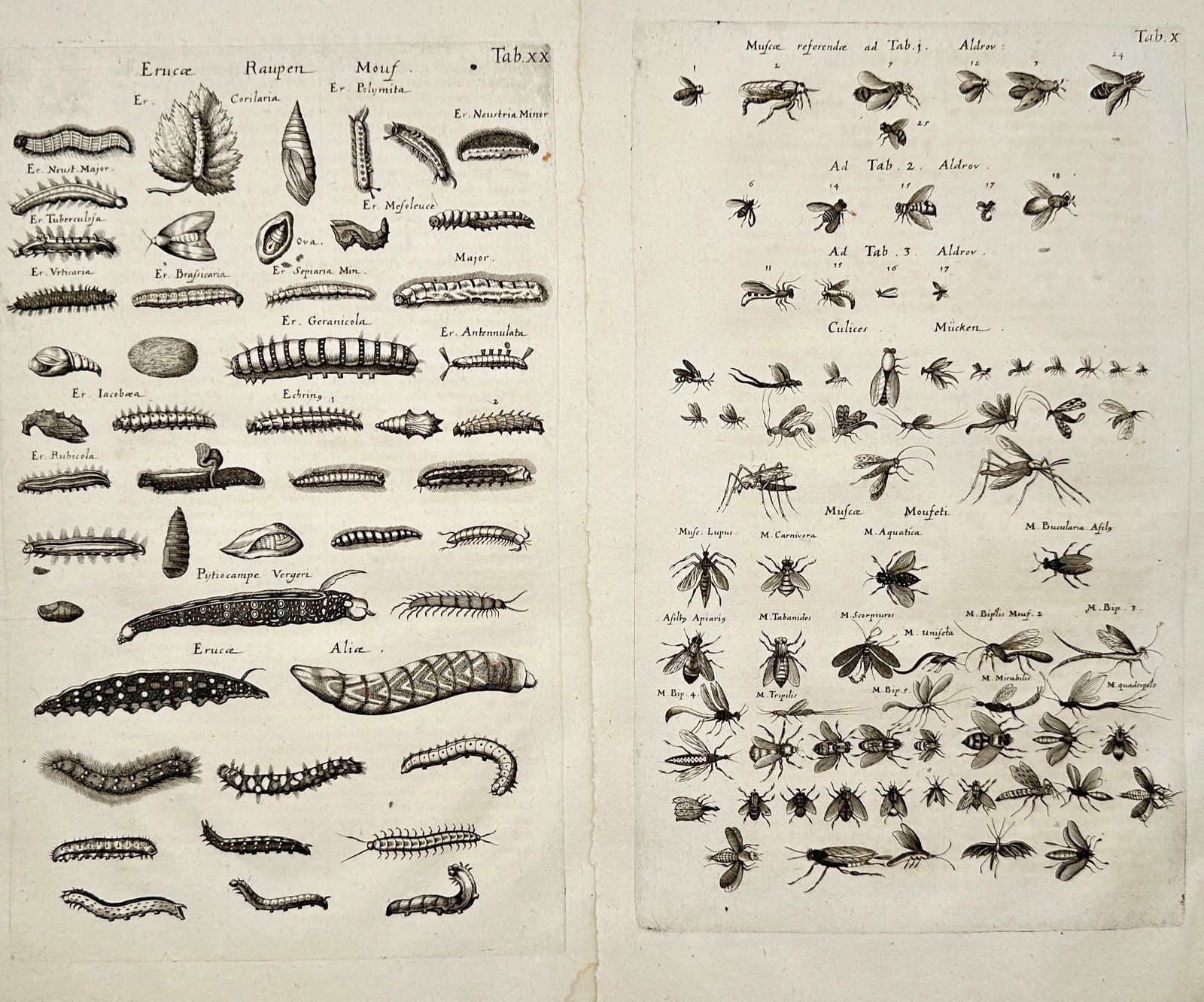 Jon Jonasen – Set of 2: Entomological Studies of Caterpillars and Insects – Engravings (1 of 2)