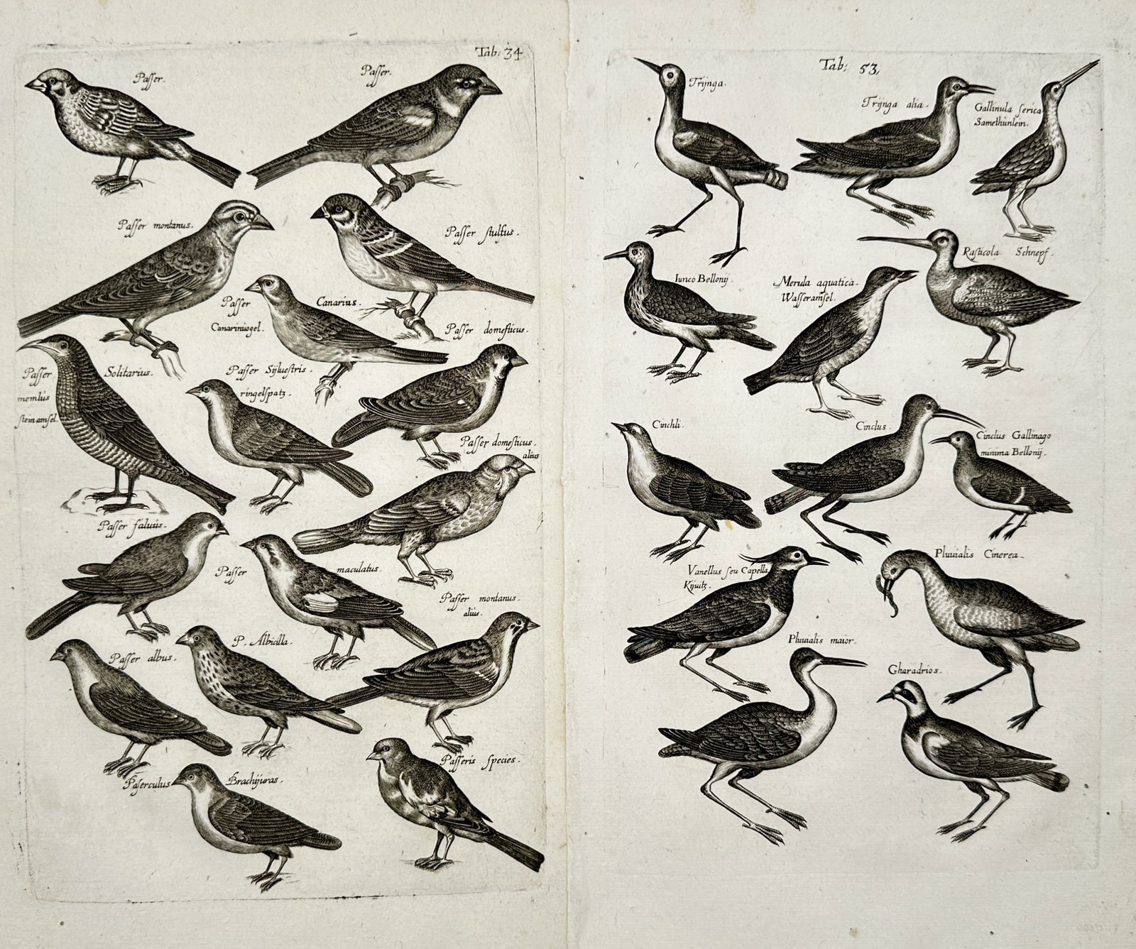 Jon Jonasen – Set of 2: Ornithological Studies of Sparrows and Waterbirds – Engravings (1 of 2)