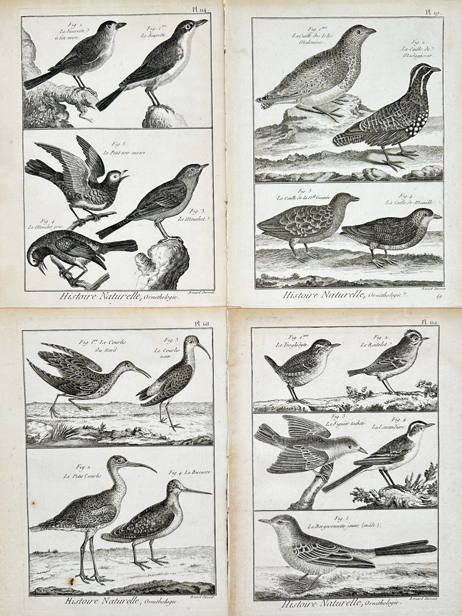 Robert Bénard – Set of 4: Ornithological Studies of Birds – Engravings (18th Century) (1 of 2)