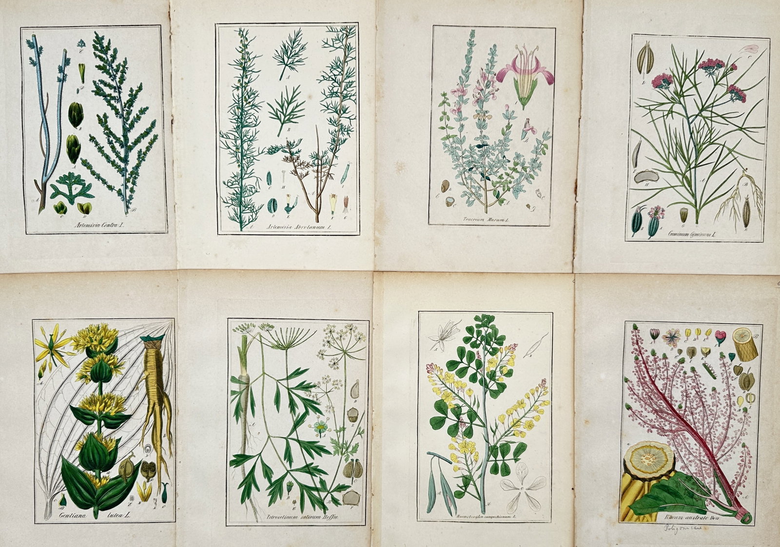 Max Schulze – Set of 8: Botanical Studies of Medicinal and Wild Plants – Lithographs (19th (1 of 2)