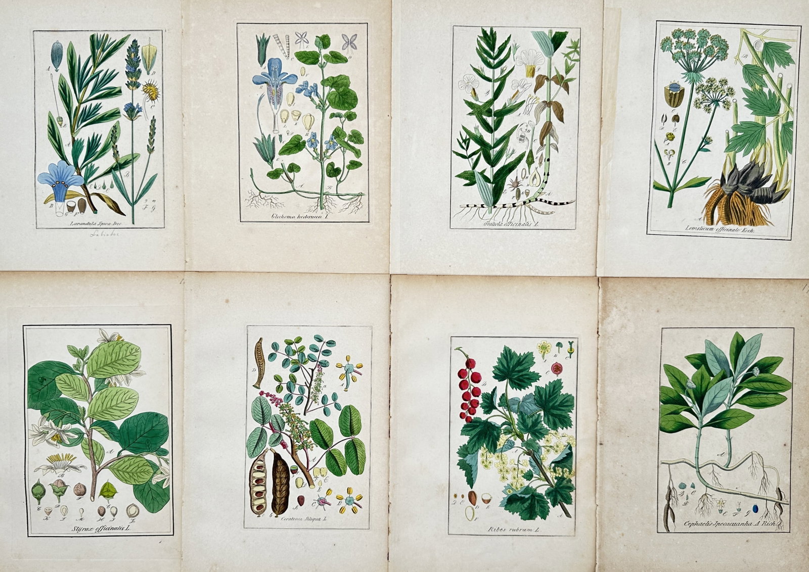 Max Schulze – Set of 8: Botanical Studies of Shrubs and Medicinal Flora – Lithographs (19th (1 of 2)