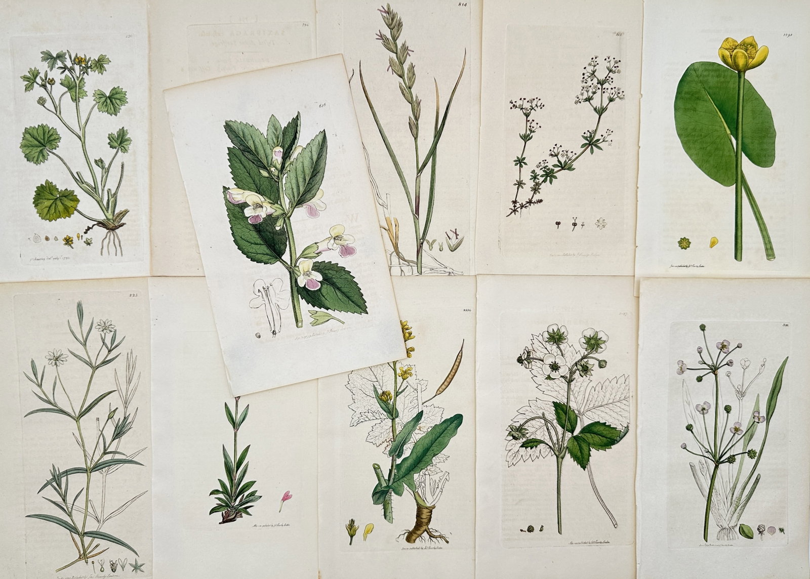 James Sowerby – Set of 11: Botanical Studies of British Flora and Wildflowers – Engravings (1 of 2)