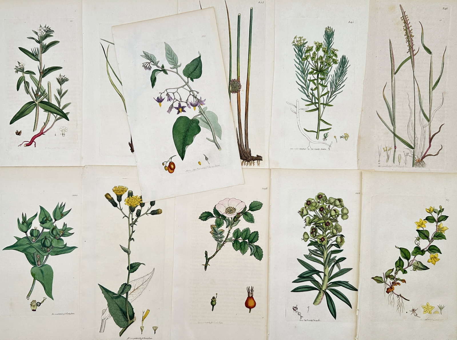 James Sowerby – Set of 11: Botanical Studies of British Flora – Engravings (19th Century) (1 of 2)